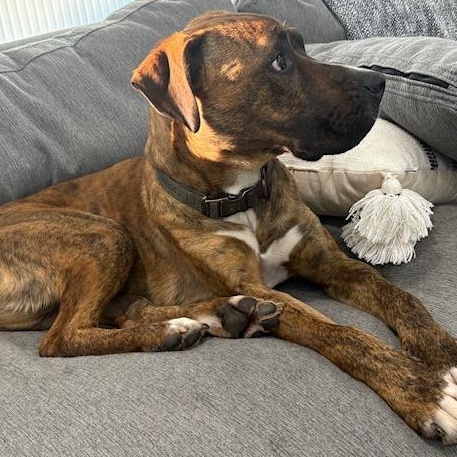 Enlarge Arnie, a Adoptable mixed breed in Saluda, VA image 6/6