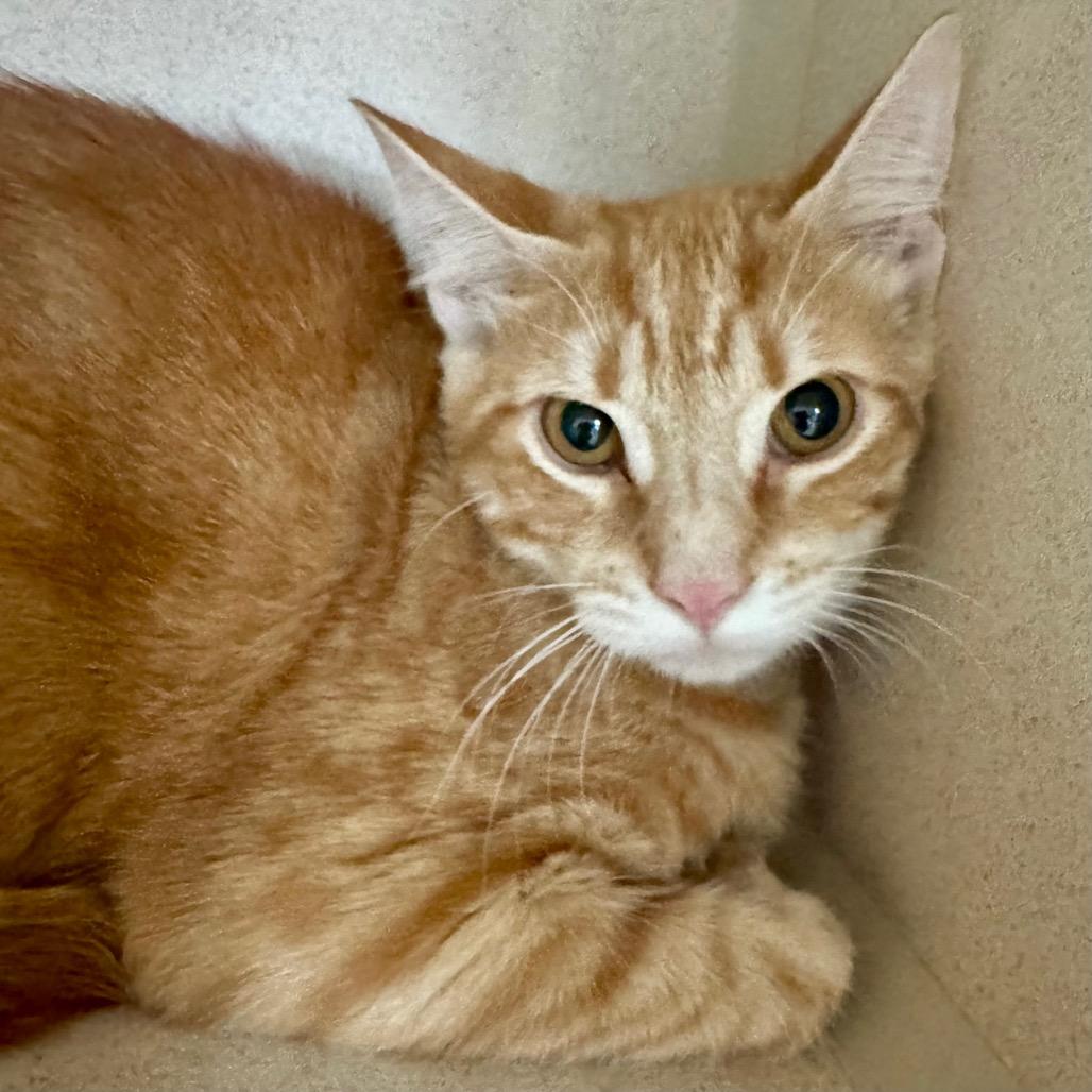 Goku, Adoptable, Young Male Domestic Short Hair.