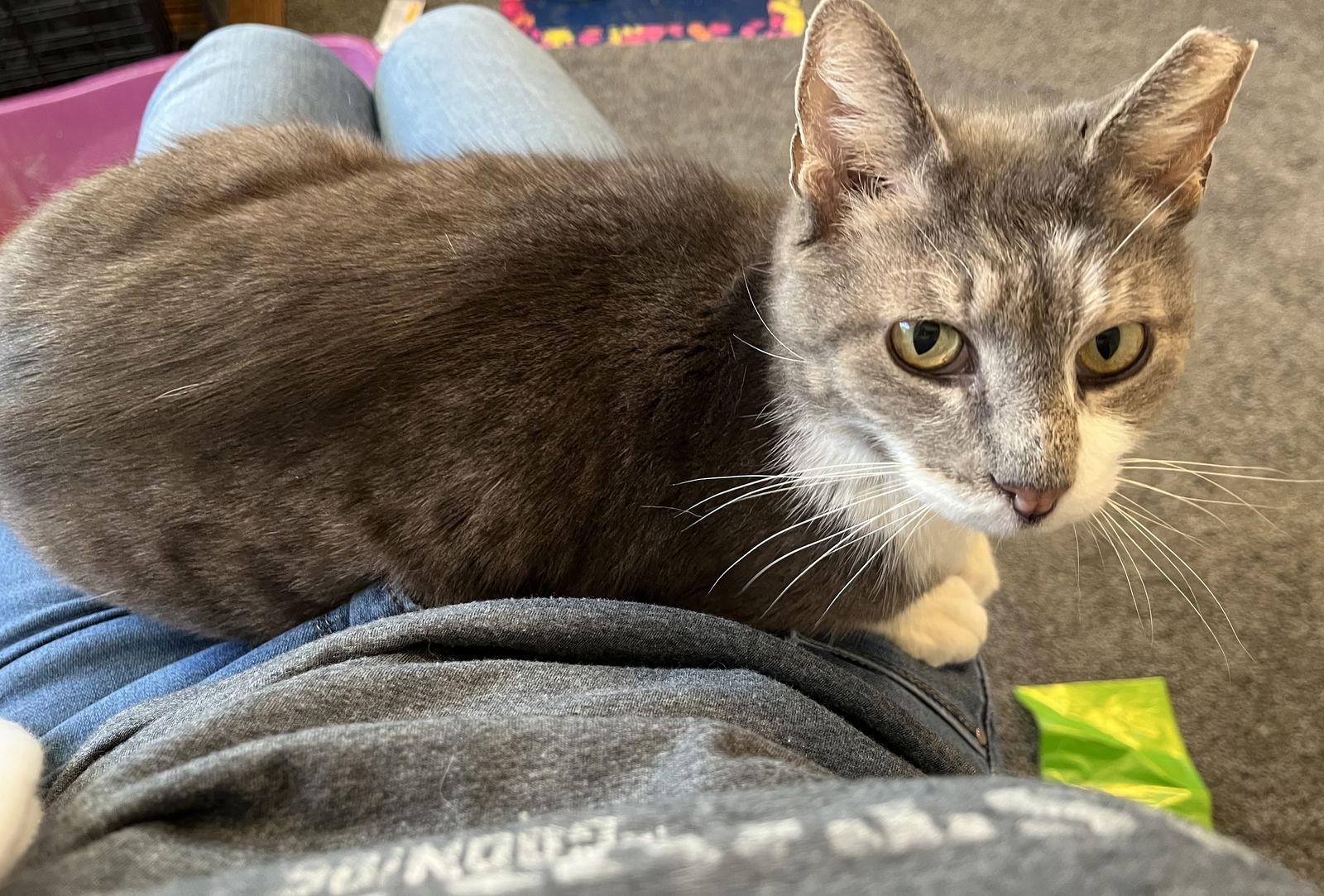 Enlarge Mr. Ellsworth, a Adoptable Domestic Short Hair in Lutherville, MD image 2/3