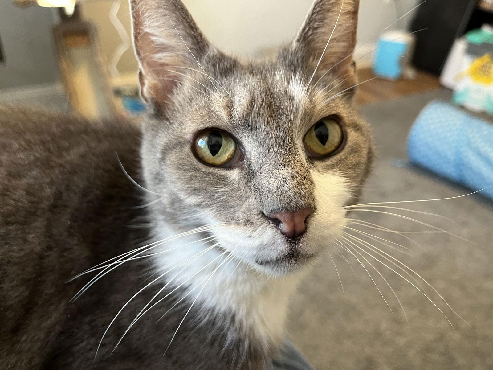 Enlarge Mr. Ellsworth, a Adoptable Domestic Short Hair in Lutherville, MD image 3/3