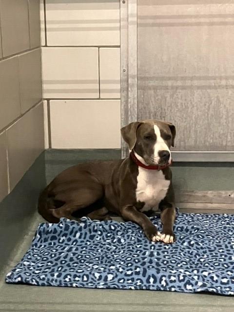Enlarge ZOFRAN, a Adoptable mixed breed in Baytown, TX image 1/1