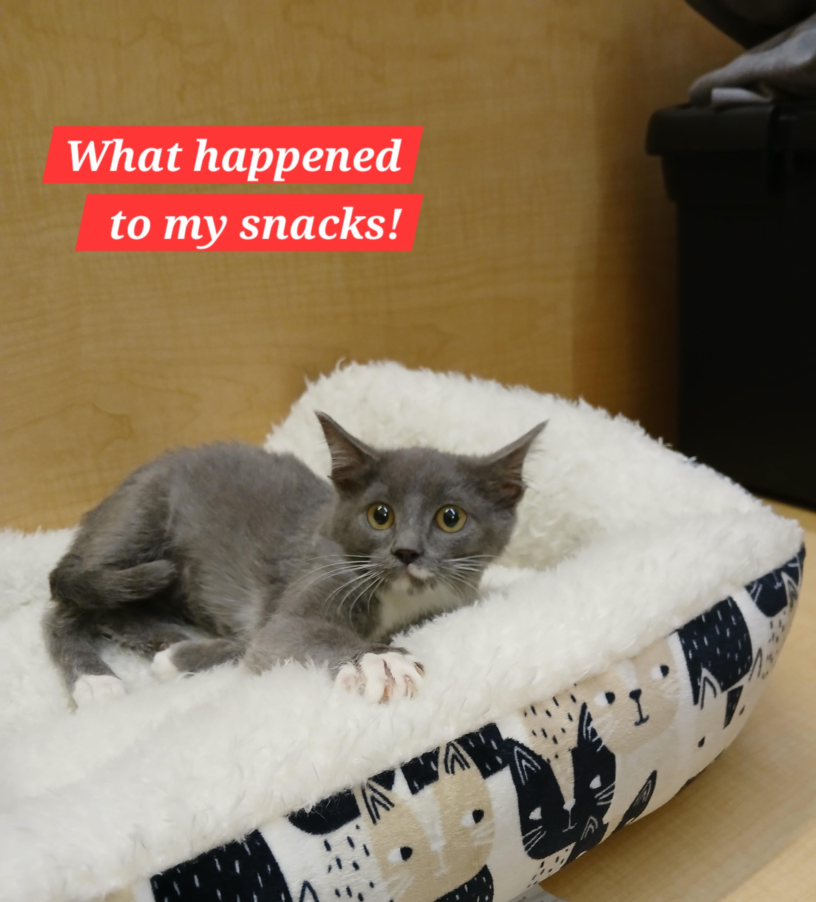 Enlarge Nysia, an adopted mixed breed in Albuquerque, NM image 3/5