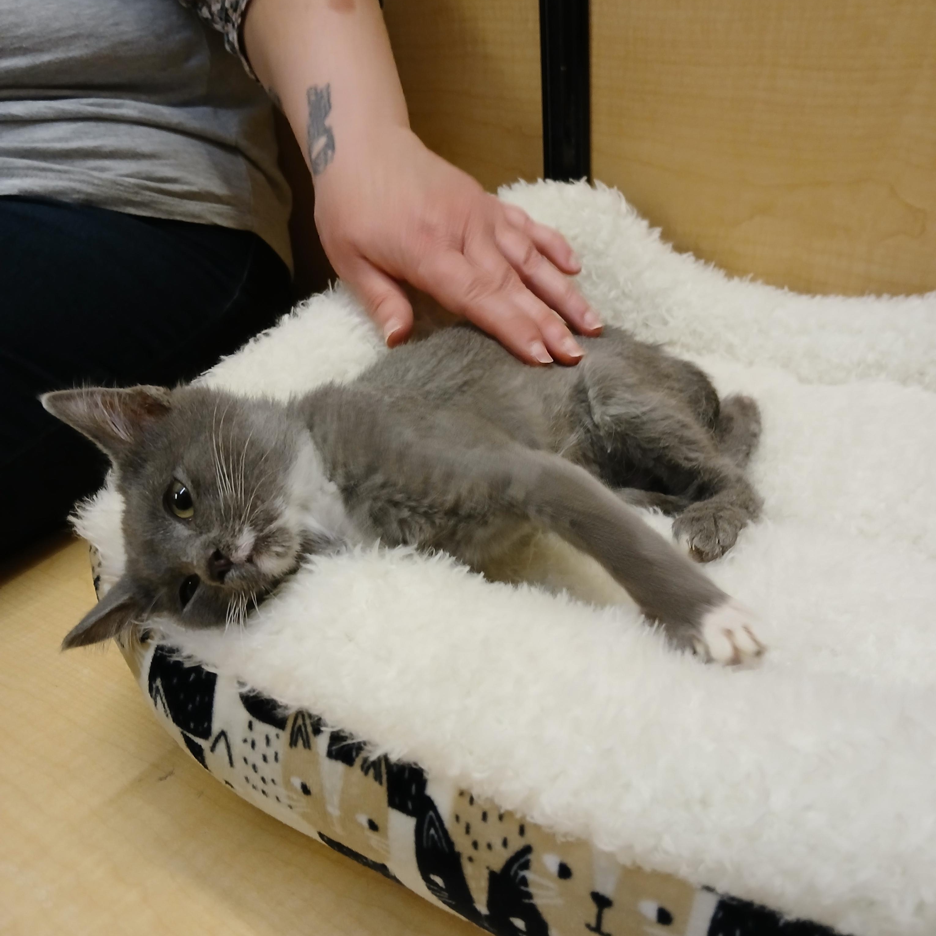 Enlarge Nysia, an adopted mixed breed in Albuquerque, NM image 2/5