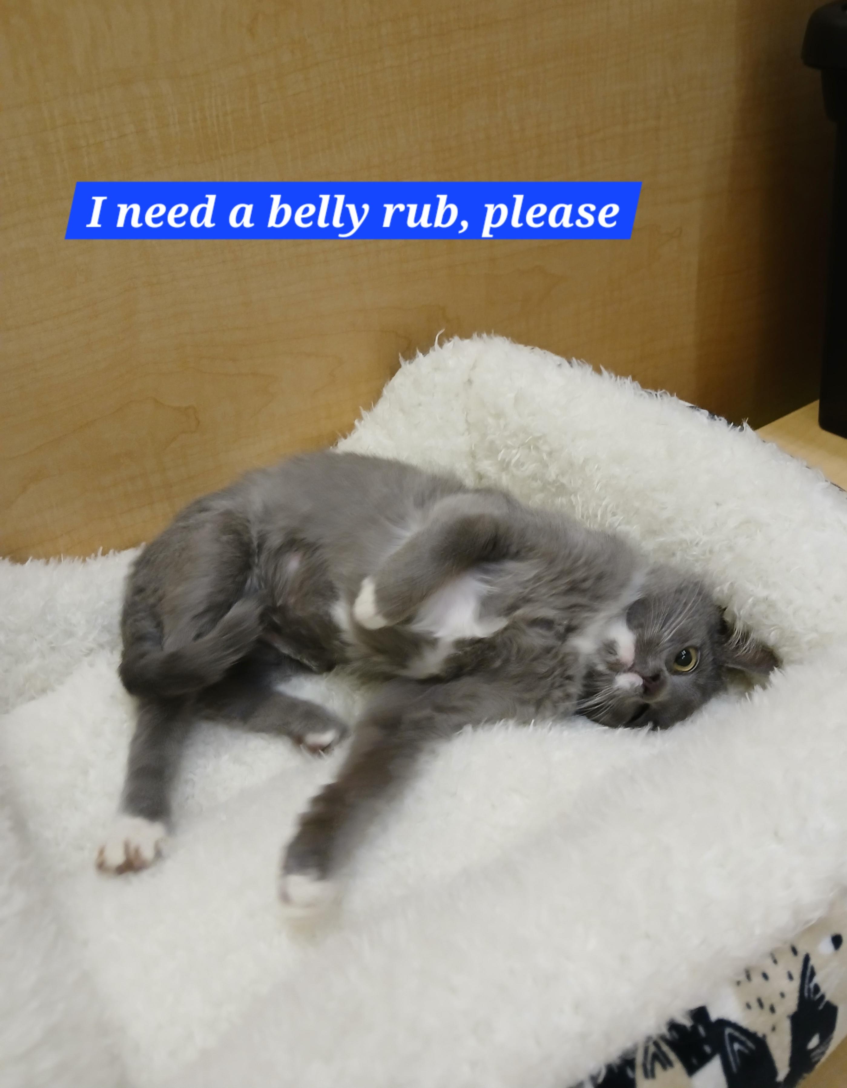 Enlarge Nysia, an adopted mixed breed in Albuquerque, NM image 5/5