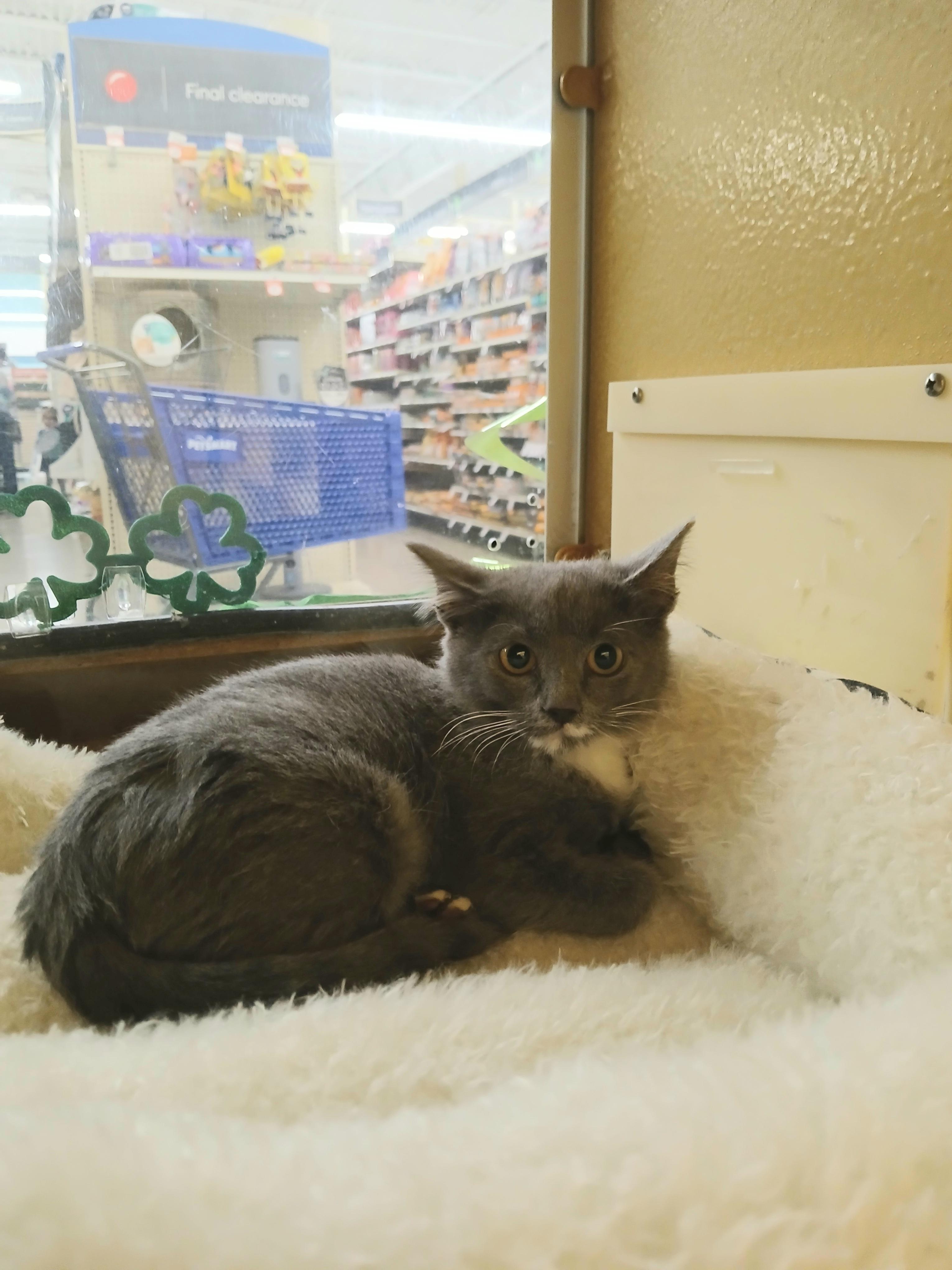 Enlarge Nysia, an adopted mixed breed in Albuquerque, NM image 4/5