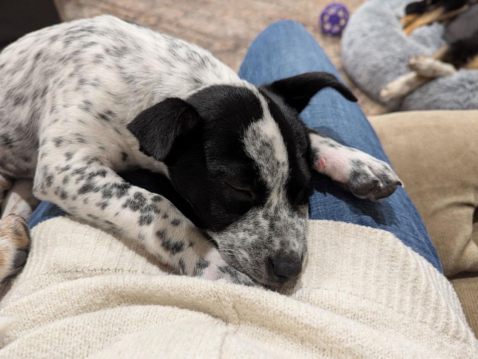 Aubree, a Adopted Cattle Dog in Nashville, TN image 1/3