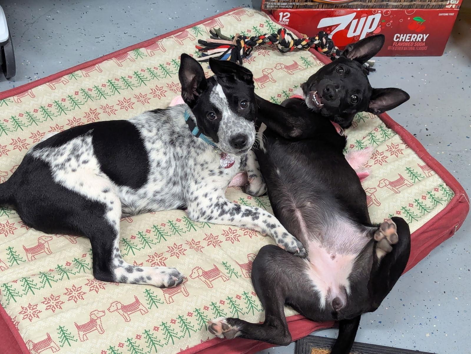 Aubree, a Adopted Cattle Dog in Nashville, TN image 2/3