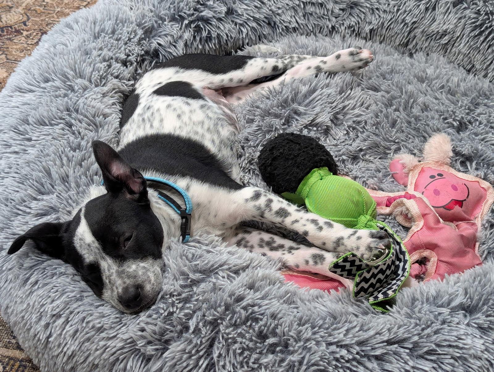 Aubree, a Adopted Cattle Dog in Nashville, TN image 3/3