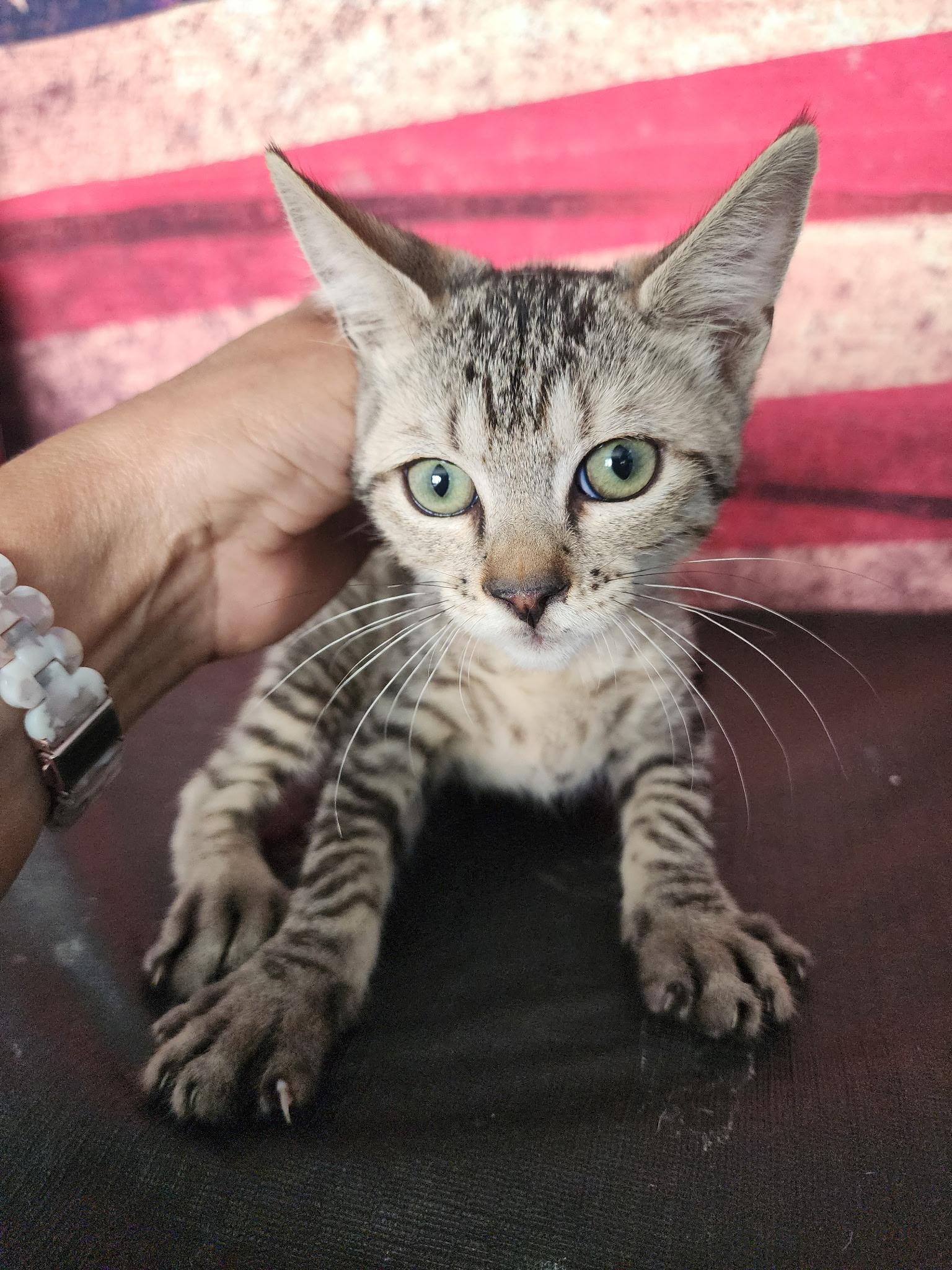 Enlarge Georgie, an adopted Domestic Short Hair in Corpus Christi, TX image 1/1