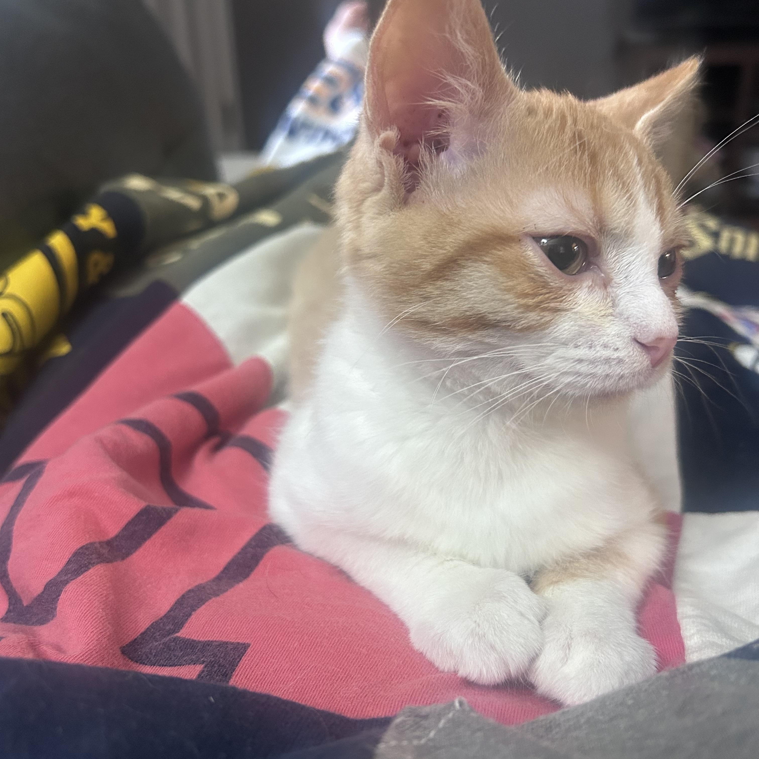 Sherbie, Adoptable, Kitten Female Domestic Short Hair.