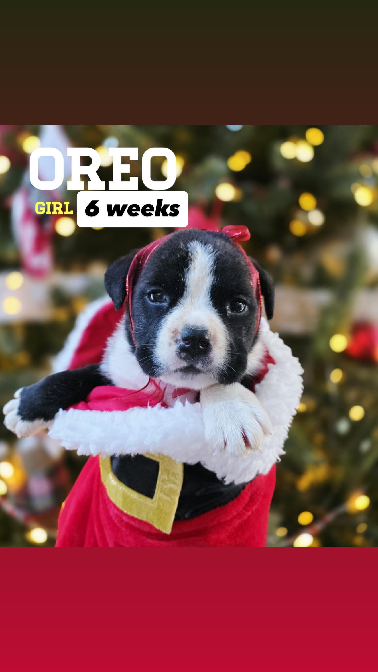 Enlarge Oreo, an adopted mixed breed in West Hempstead, NY image 6/6