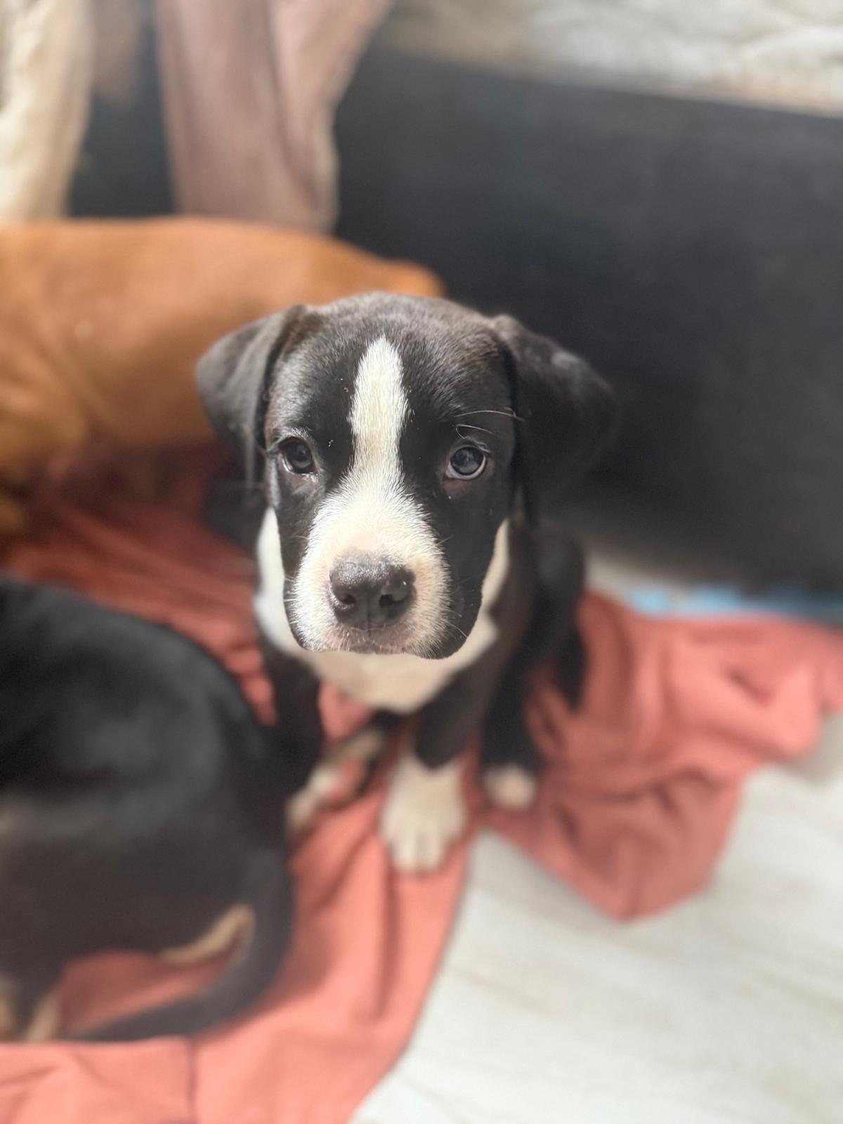 Enlarge Oreo, an adopted mixed breed in West Hempstead, NY image 5/6