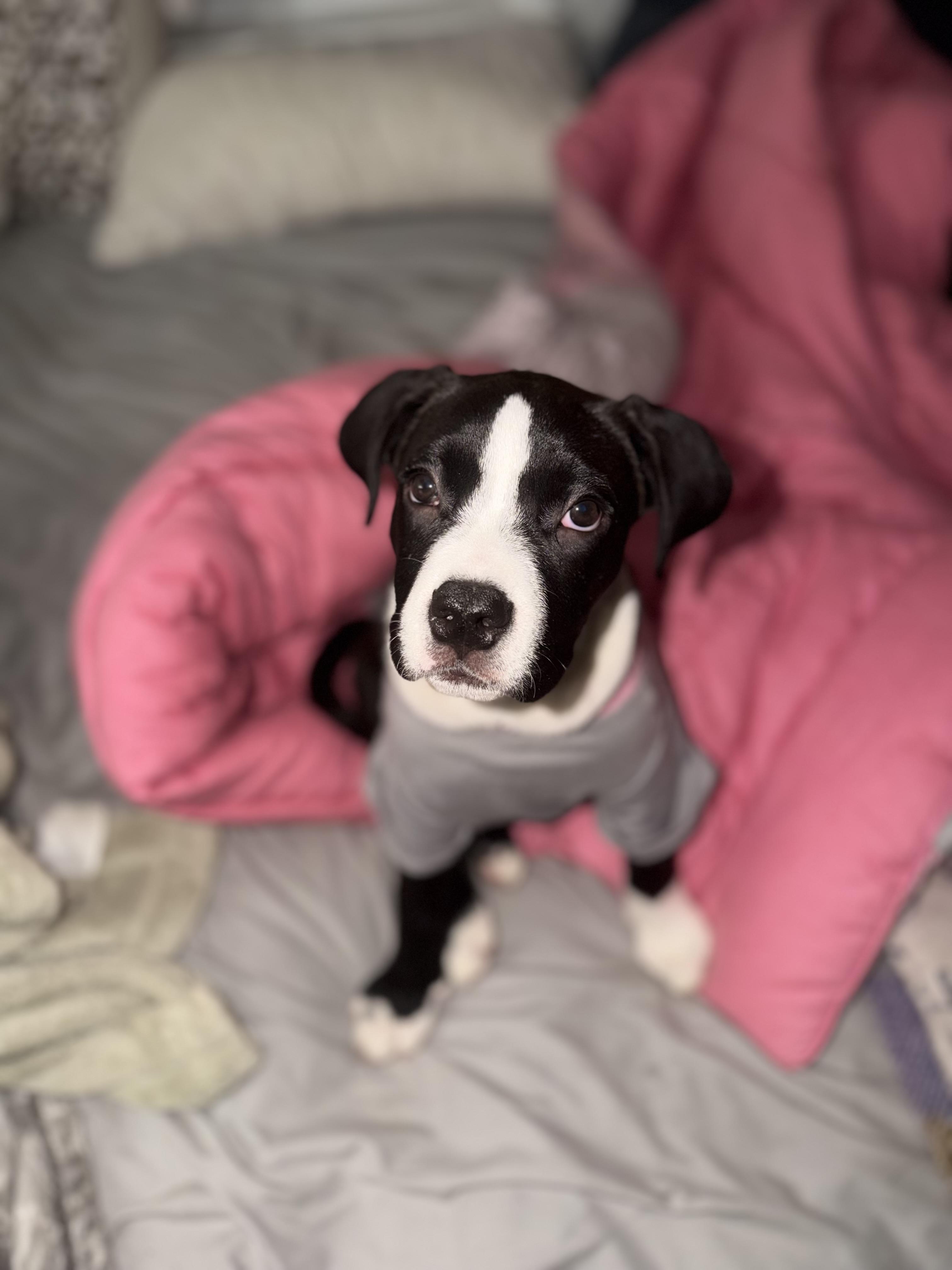 Enlarge Oreo, an adopted mixed breed in West Hempstead, NY image 2/6