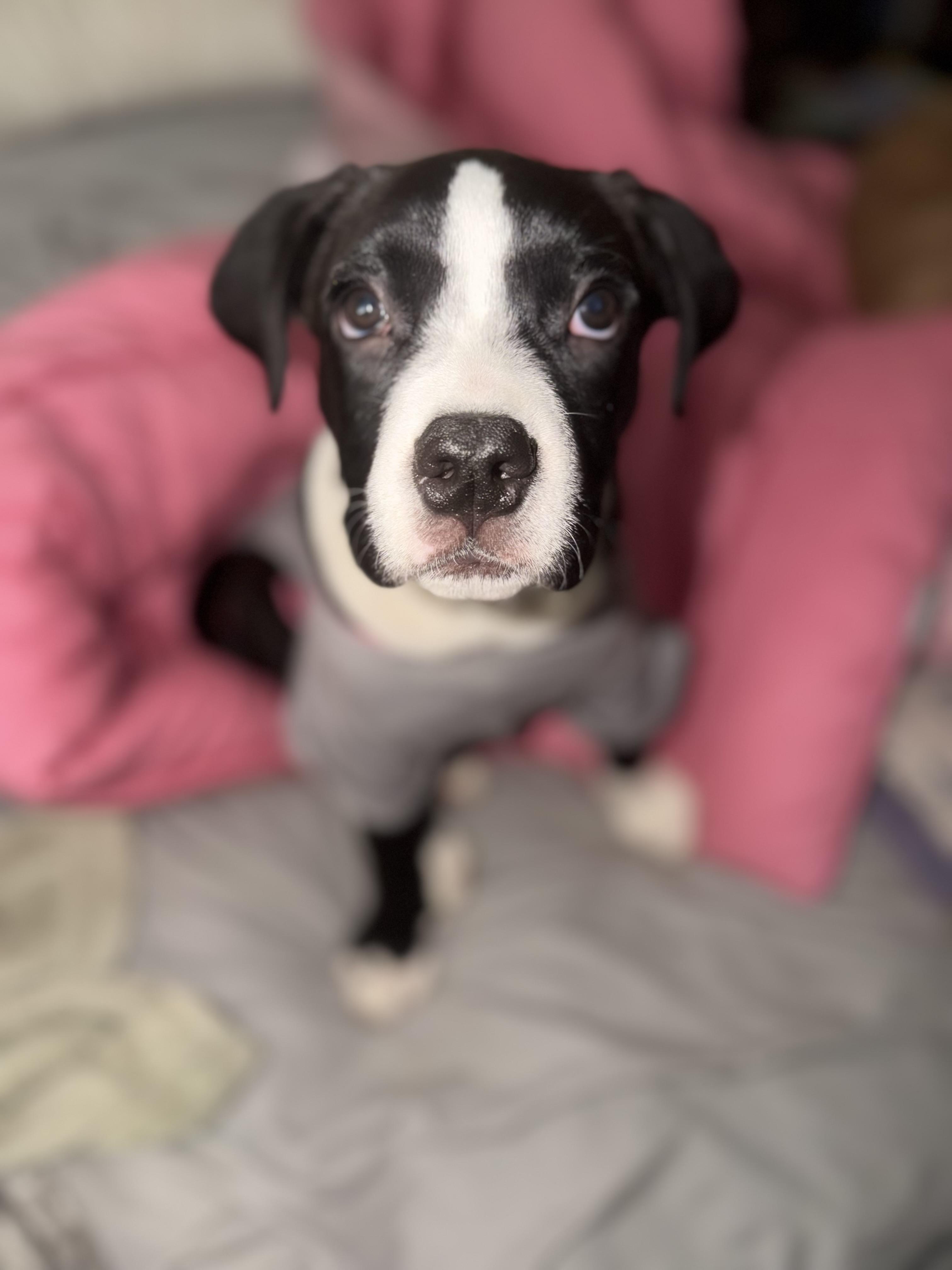 Enlarge Oreo, an adopted mixed breed in West Hempstead, NY image 4/6