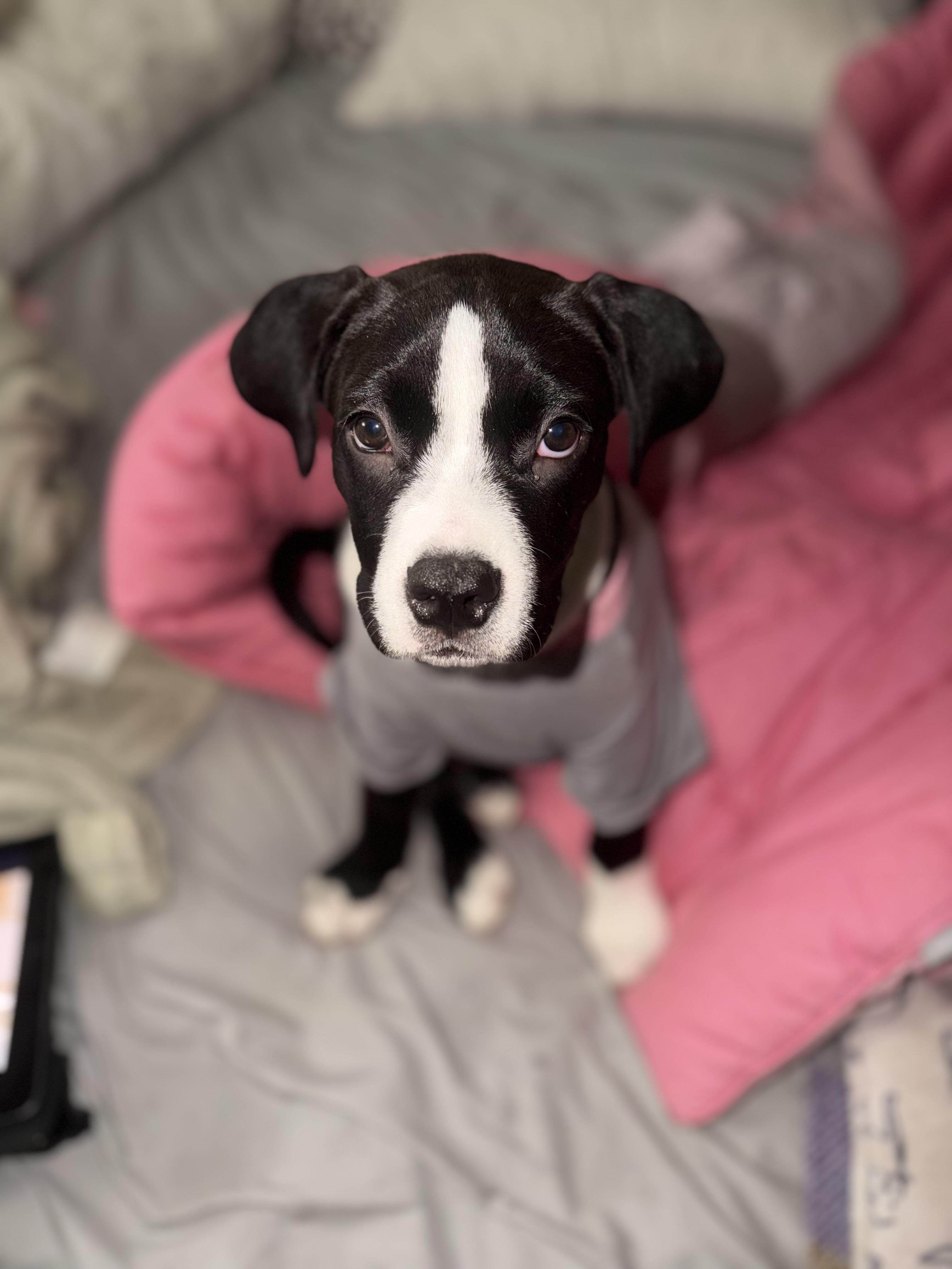 Enlarge Oreo, an adopted mixed breed in West Hempstead, NY image 1/6