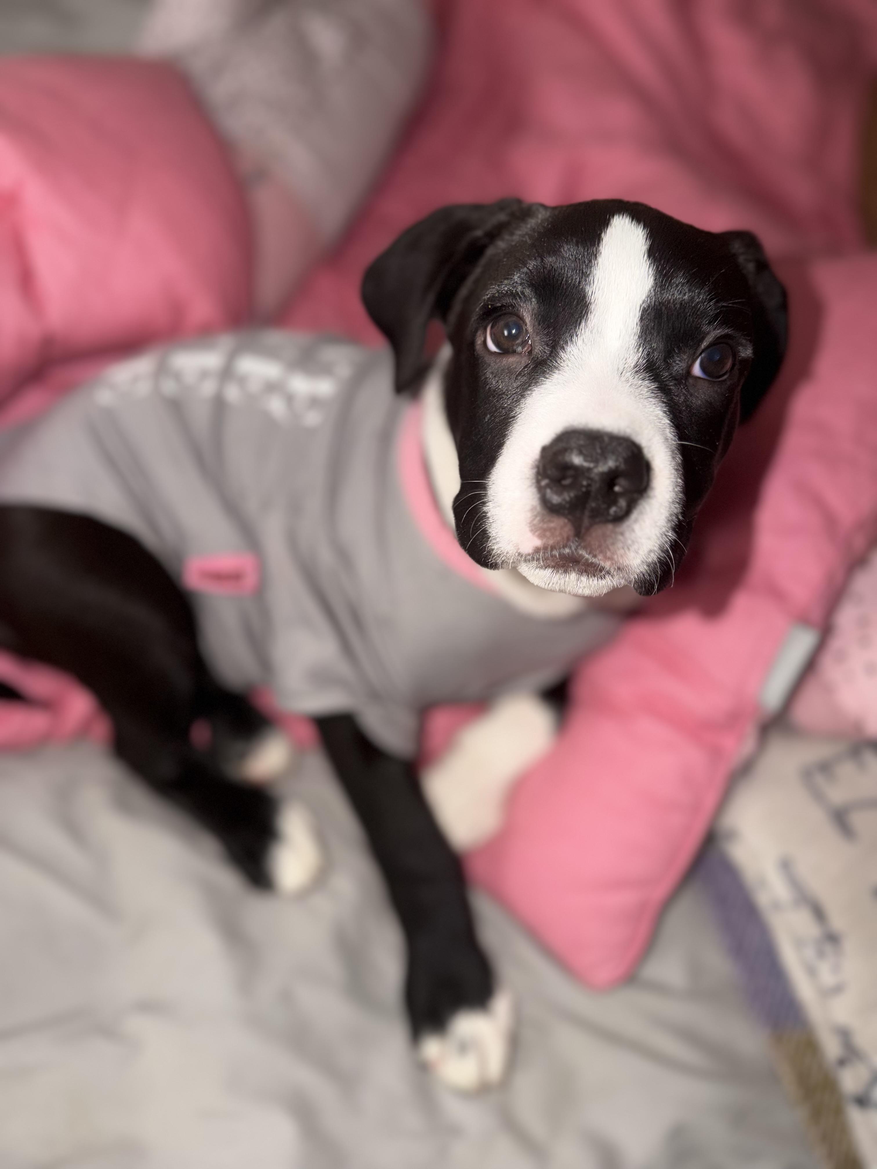 Enlarge Oreo, an adopted mixed breed in West Hempstead, NY image 3/6