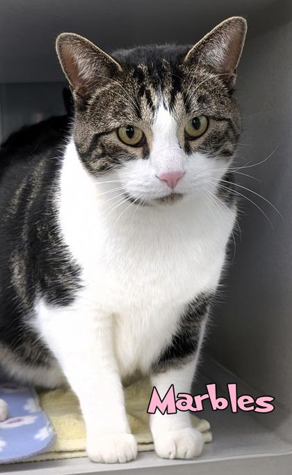 Enlarge Marbles, a Adoptable mixed breed in Mason, MI image 1/2