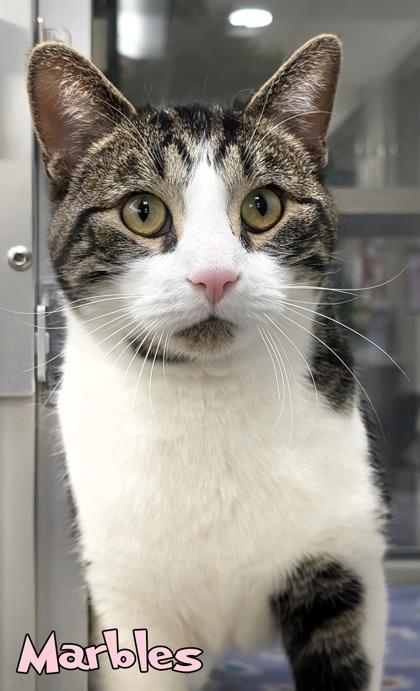 Enlarge Marbles, a Adoptable mixed breed in Mason, MI image 2/2