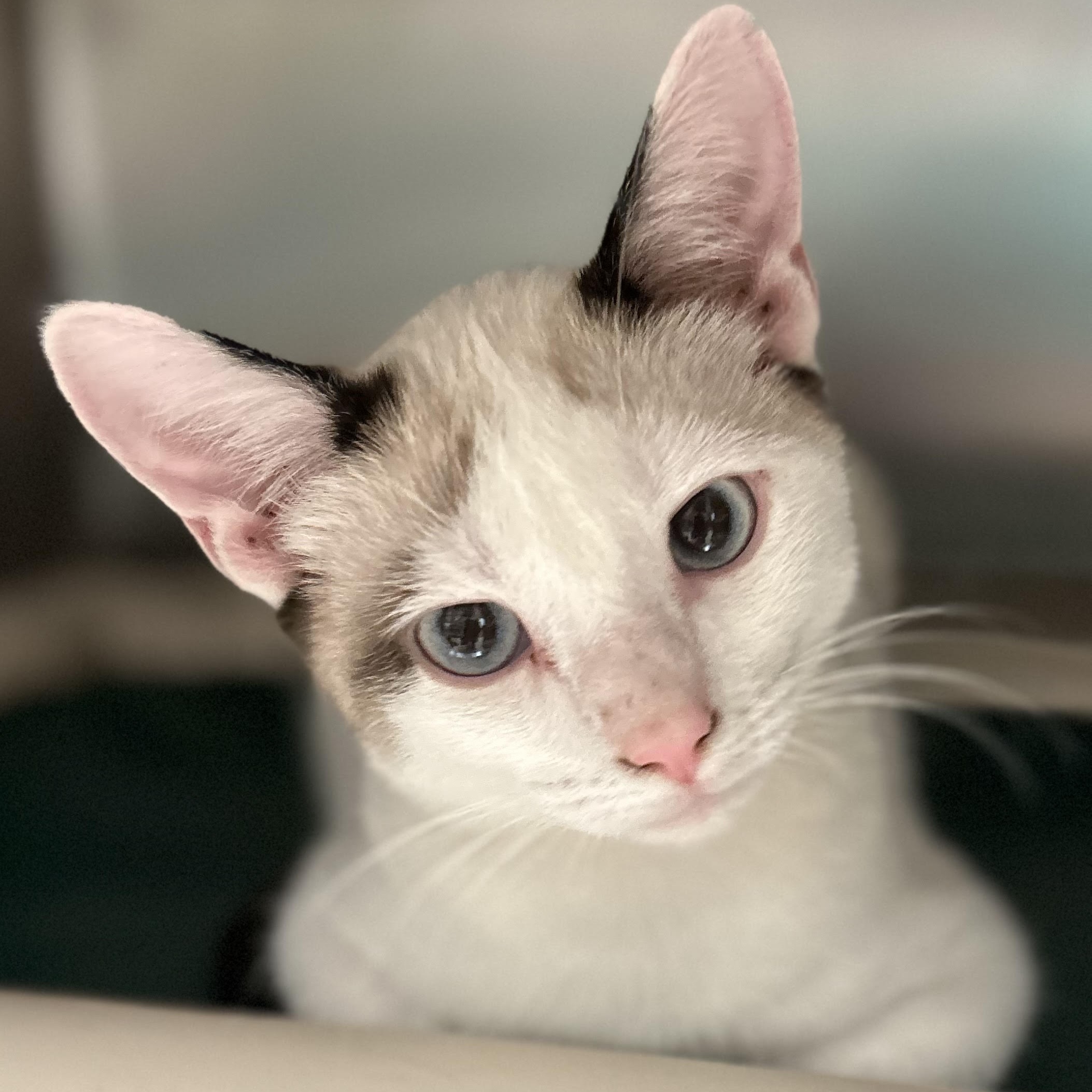 Cat for adoption Sawyer, a Domestic Short Hair Mix in St. Augustine