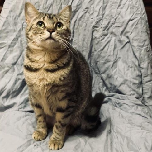 Codie — thumbnail 3