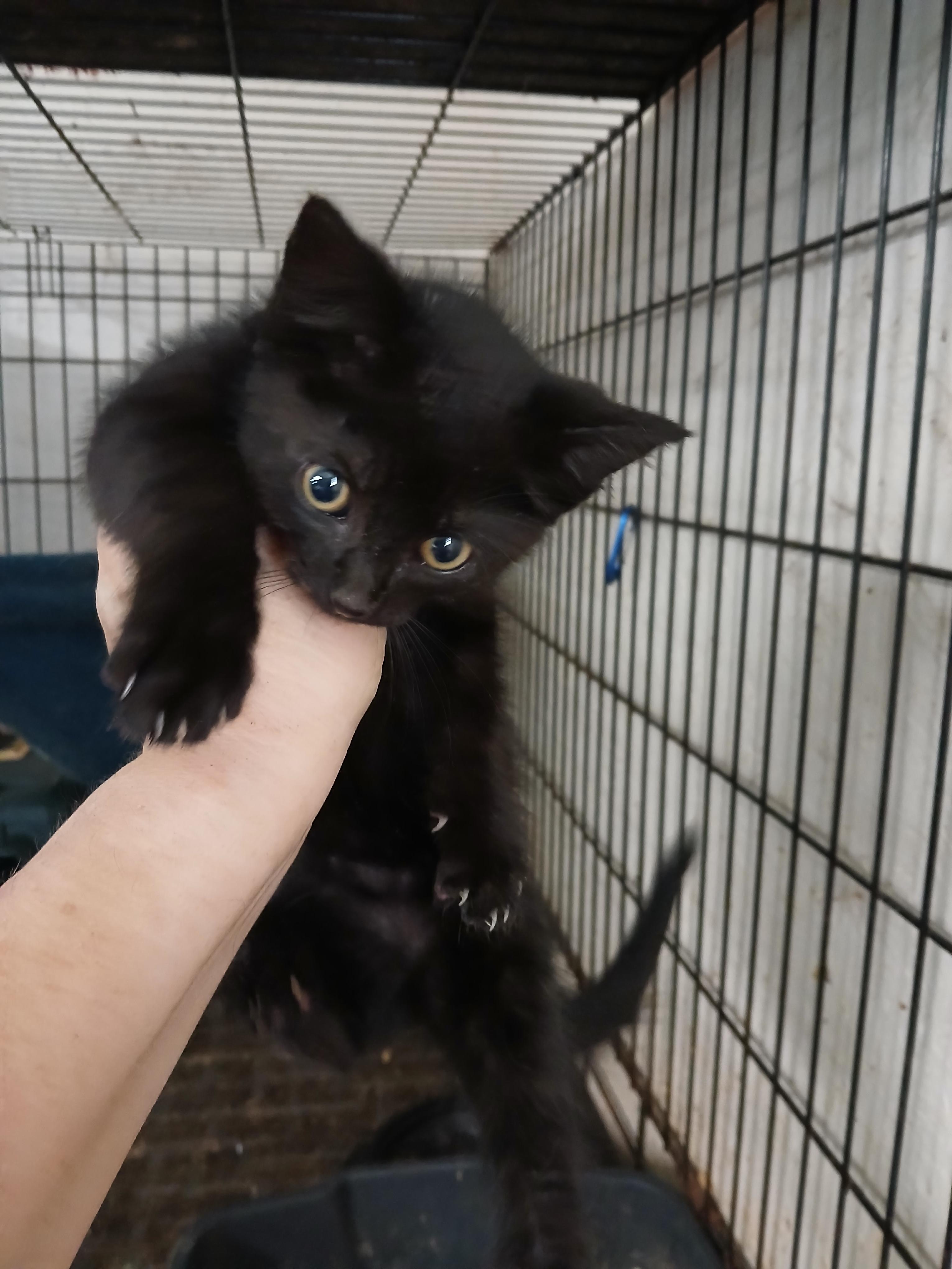 Eaton Pines Buster Brown h, a ADOPTABLE Domestic Short Hair in Eaton Rapids, MI image 1/2