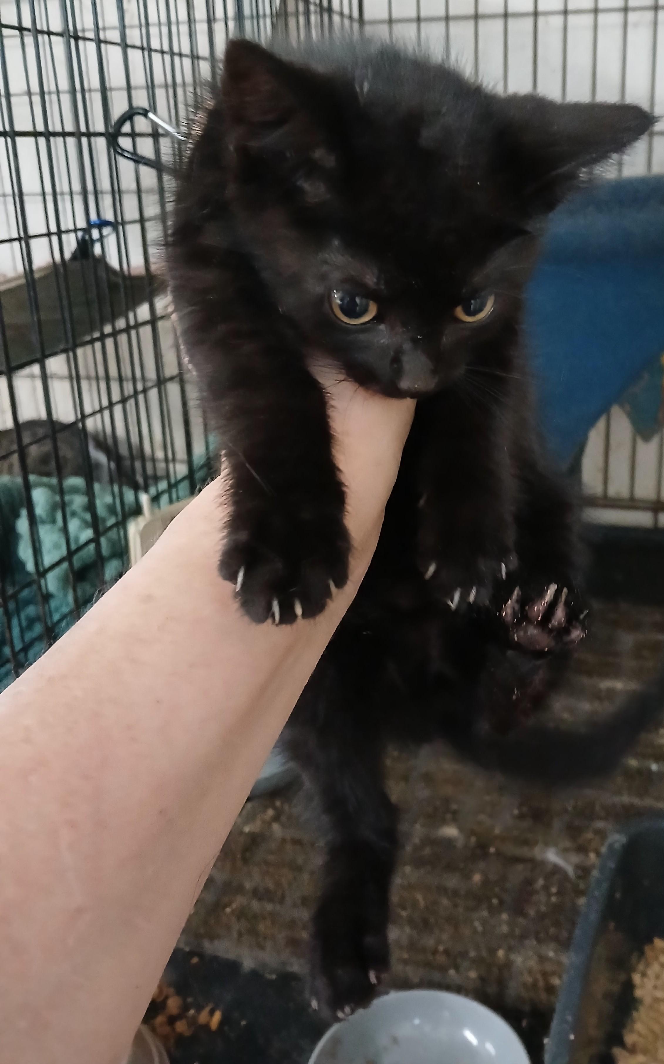 Eaton Pines Buster Brown h, a ADOPTABLE Domestic Short Hair in Eaton Rapids, MI image 2/2