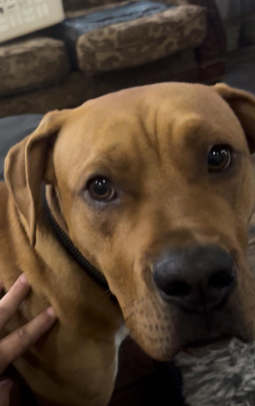 Al, Adoptable, Adult Male American Bully.