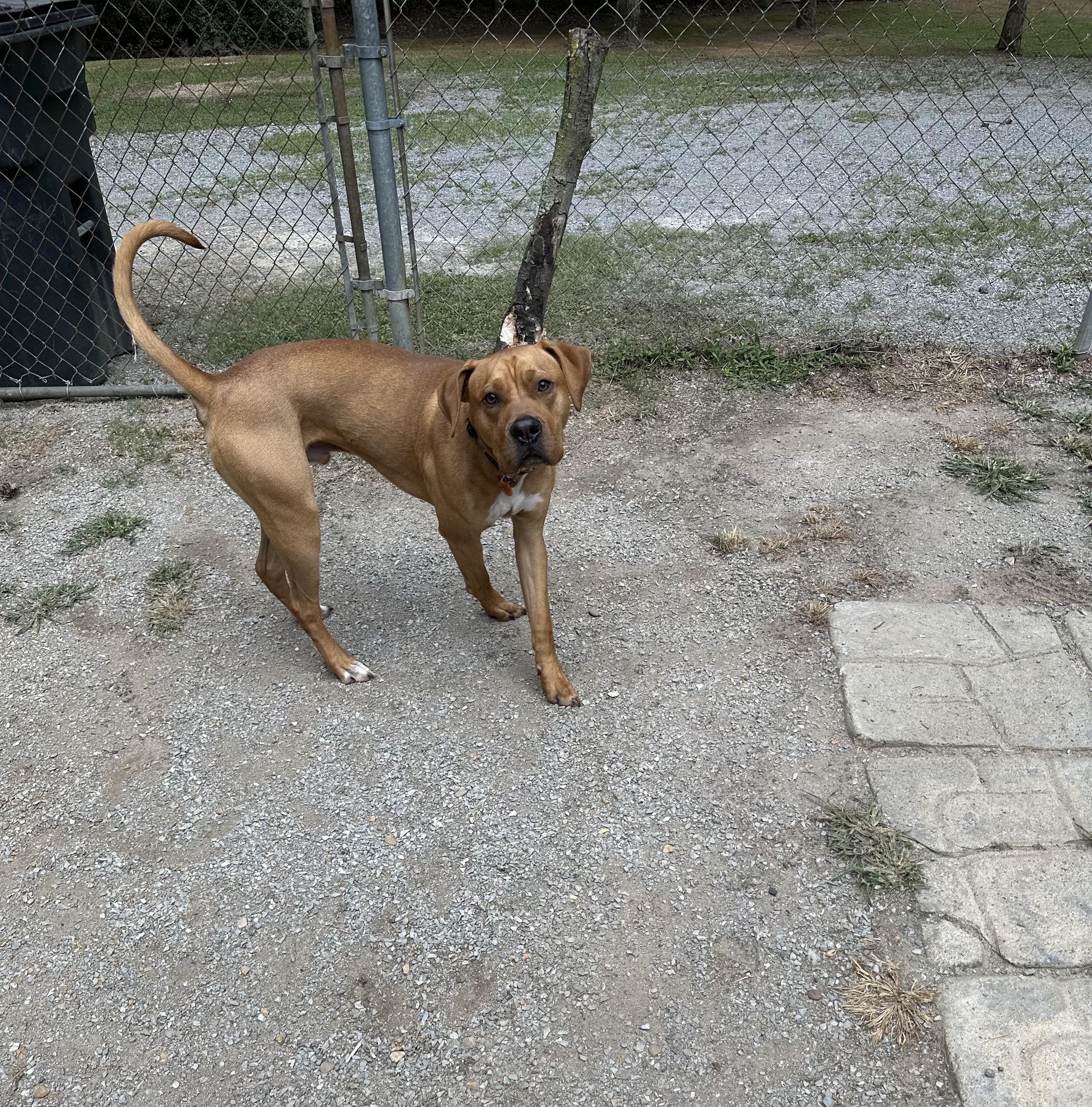 Enlarge Al, a Adoptable mixed breed in Chelsea, AL image 5/5