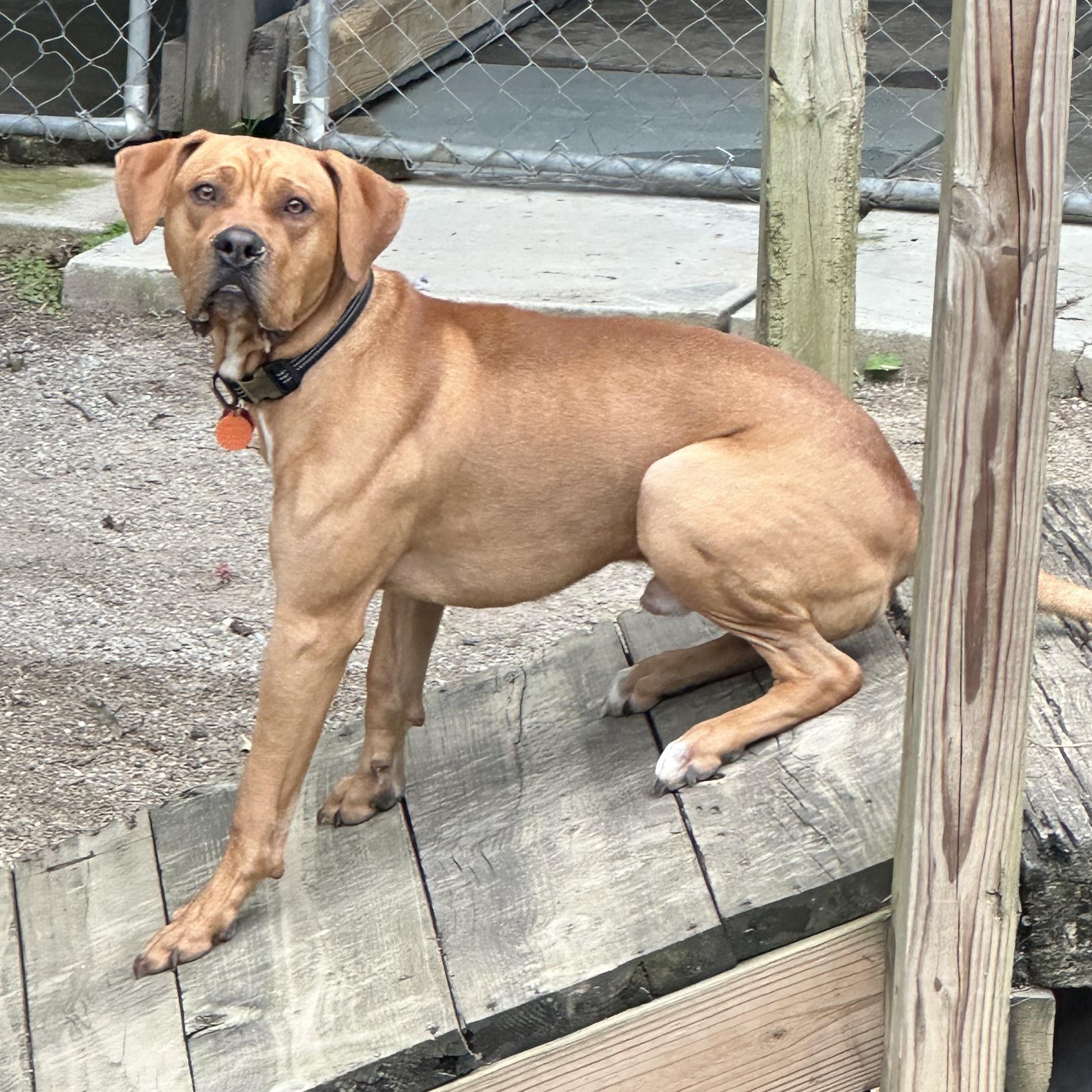 Al, a Adoptable mixed breed in Chelsea, AL image 2/4