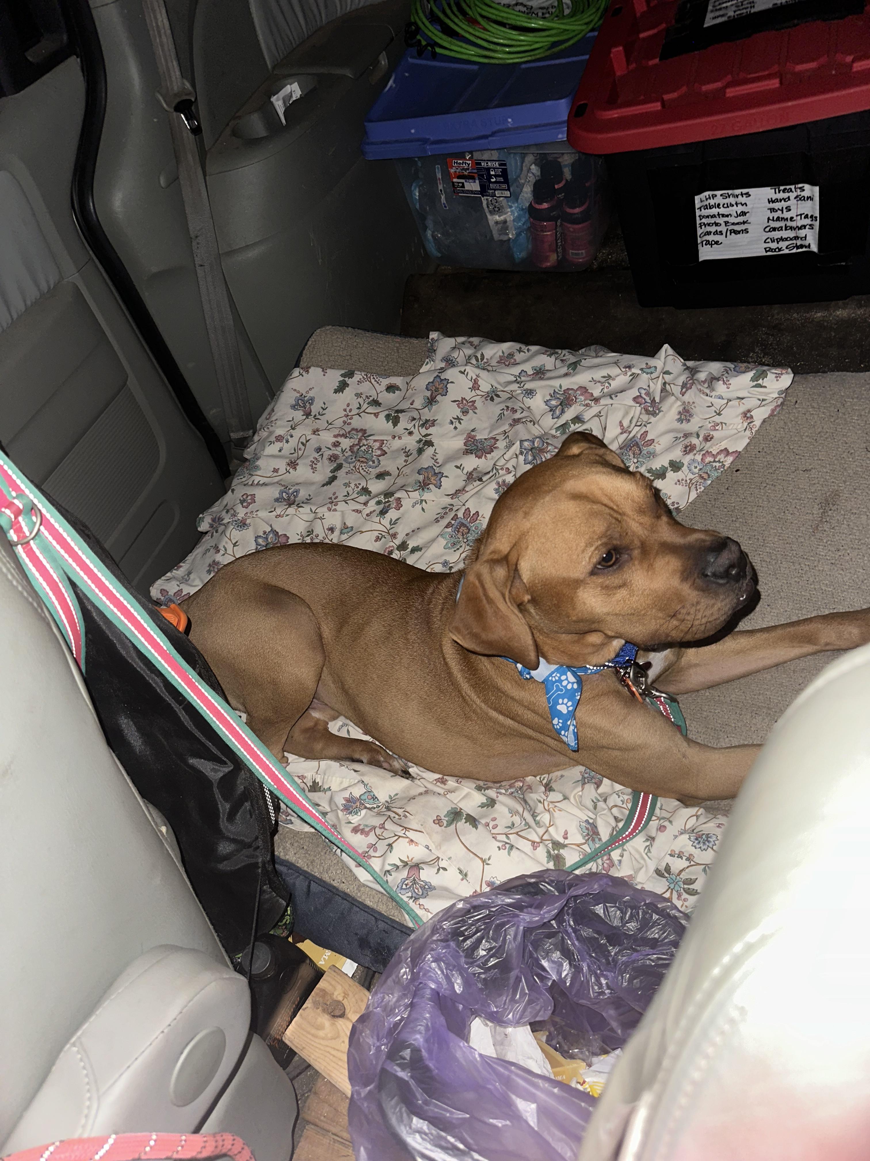 Al, a Adoptable mixed breed in Chelsea, AL image 3/4