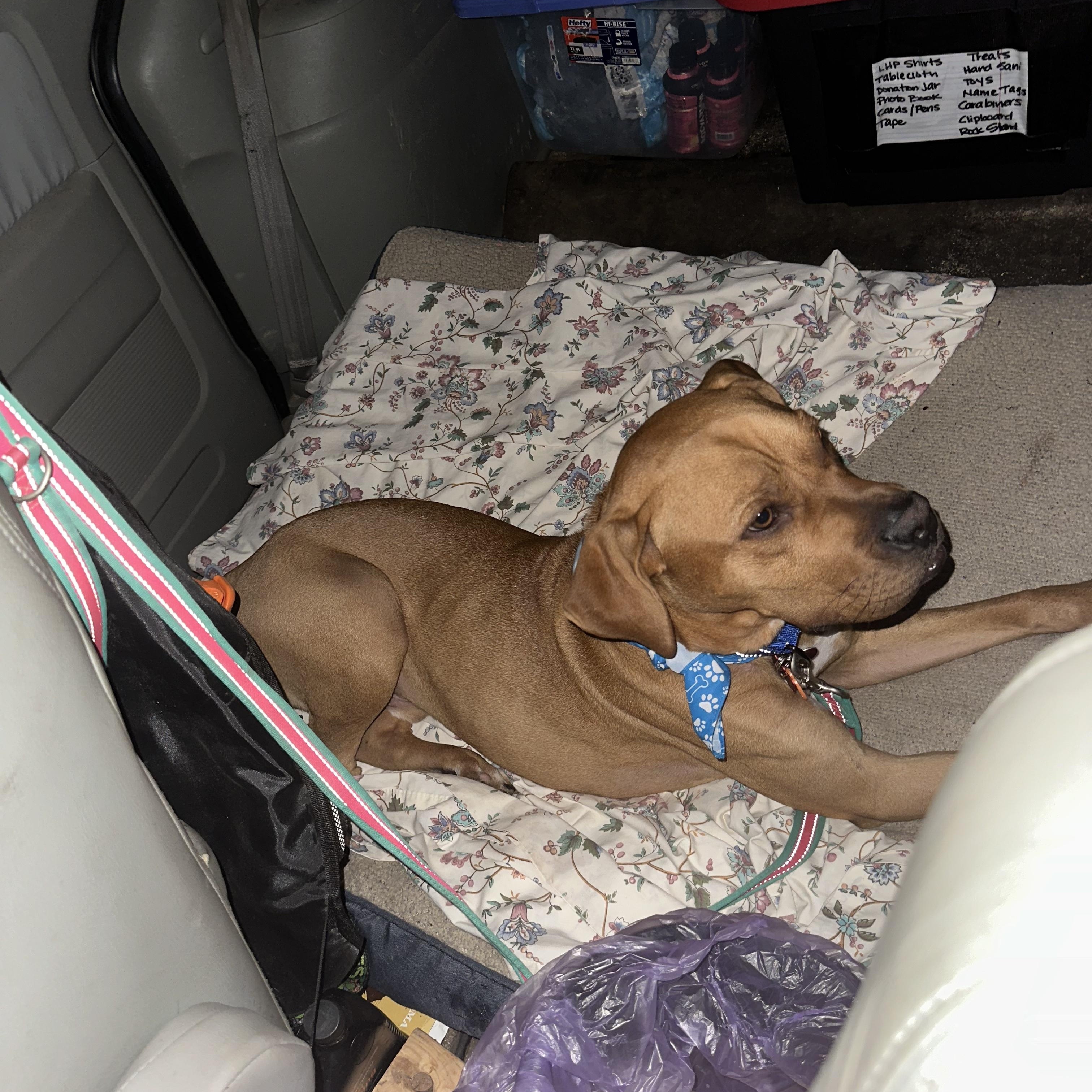 Enlarge Al, a Adoptable mixed breed in Chelsea, AL image 4/5