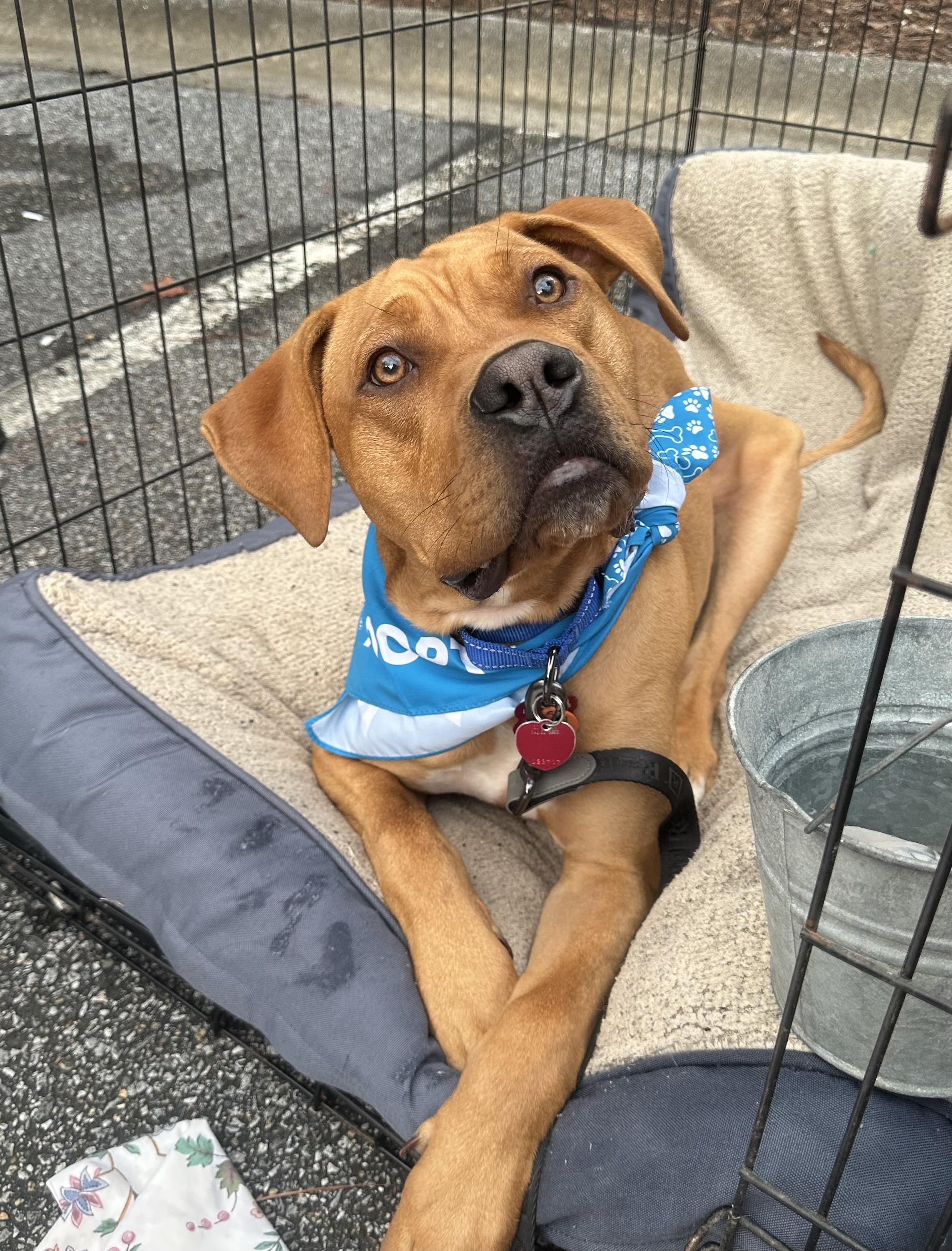 Al, Adoptable, Adult Male American Bully & Hound.