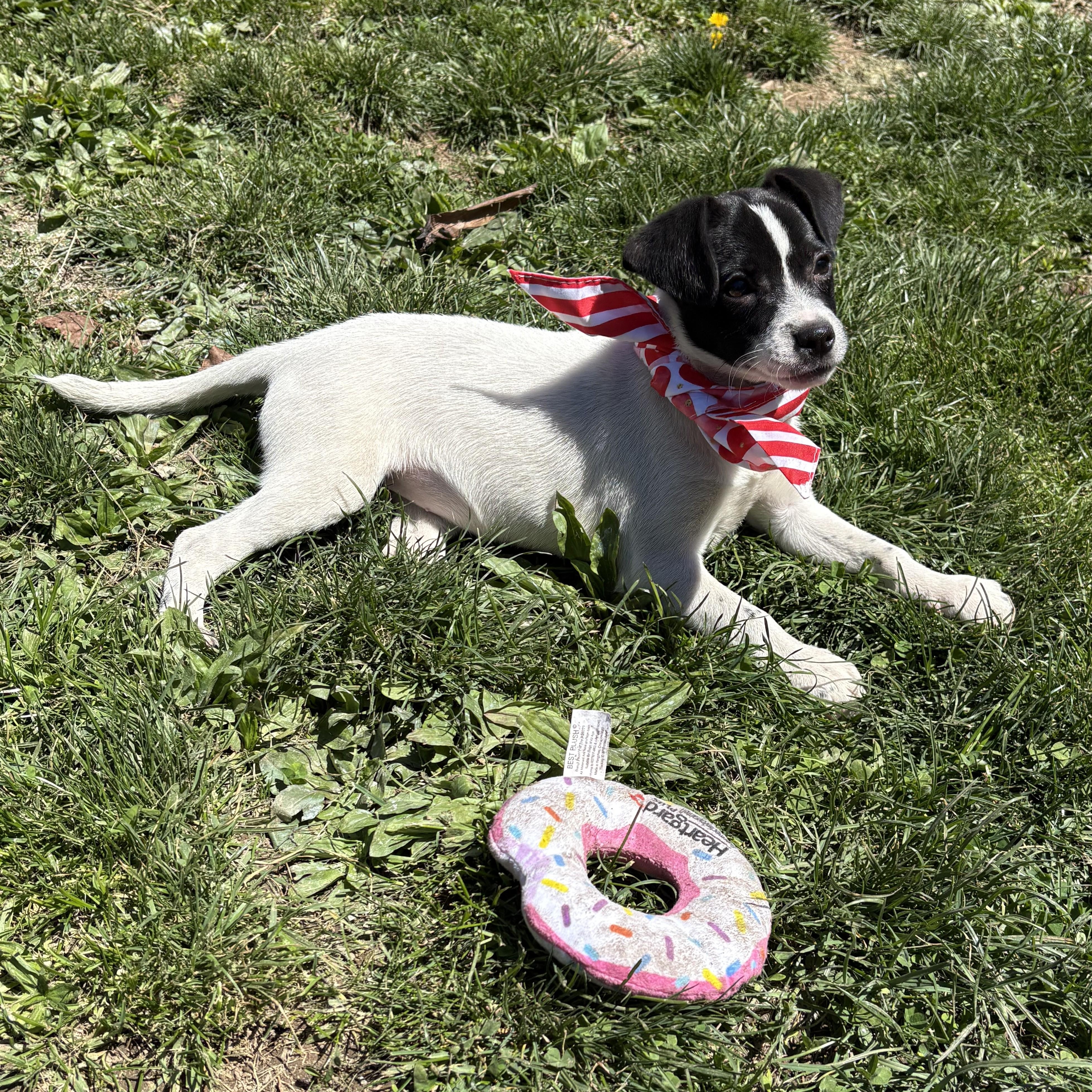 Junie, adopted, Puppy Female Beagle & Spaniel.