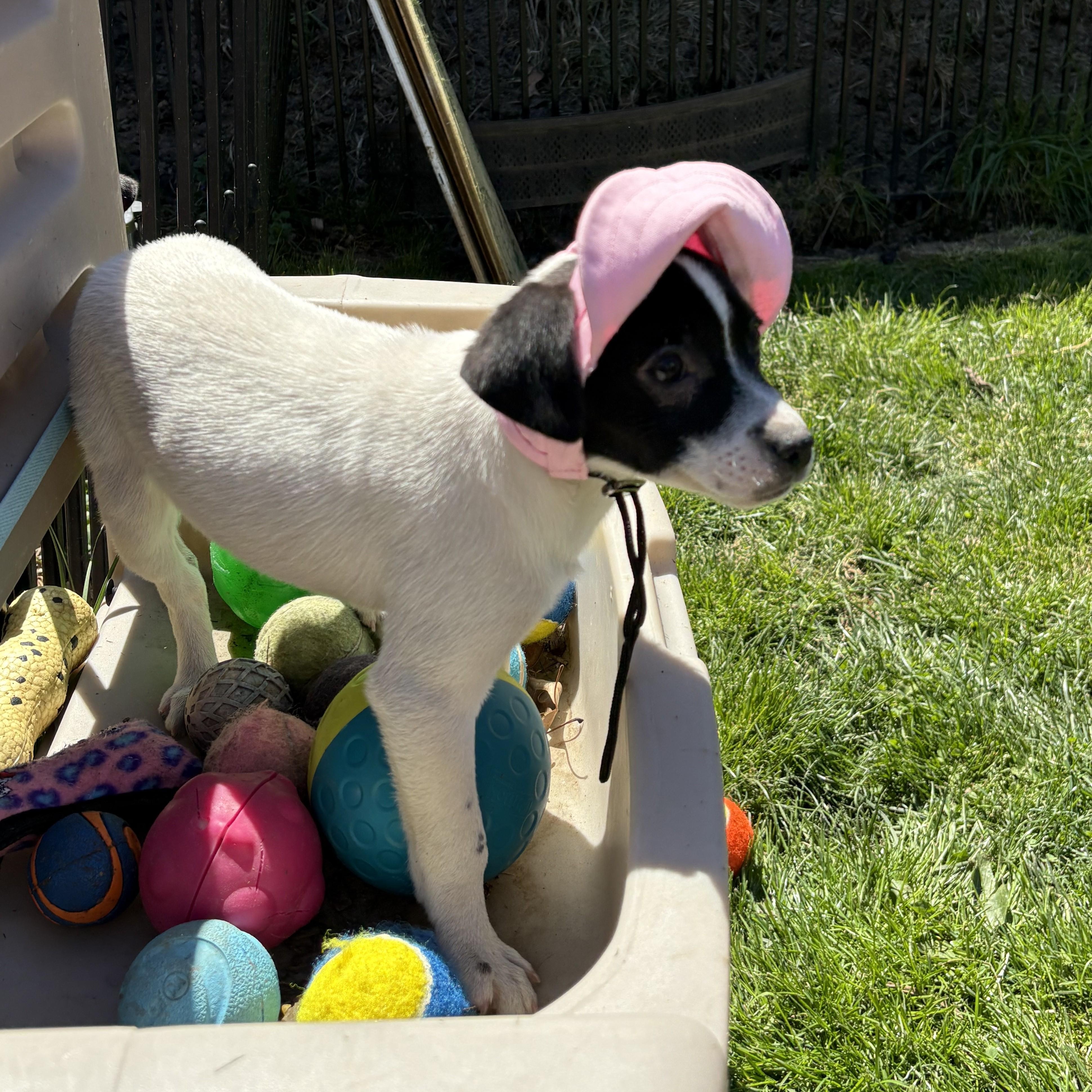 Enlarge Junie, an adopted mixed breed in Abington, PA image 3/3