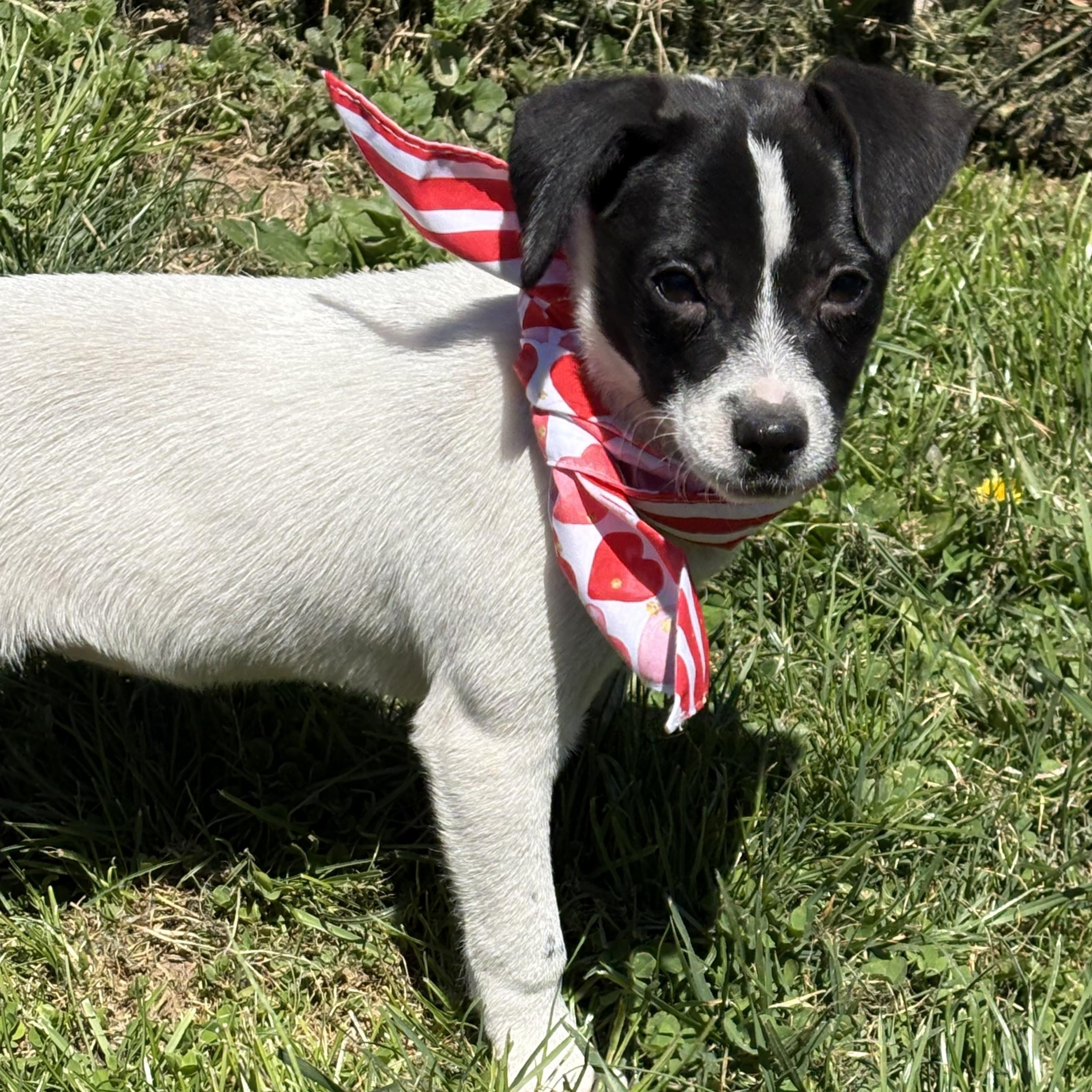 Enlarge Junie, an adopted mixed breed in Abington, PA image 2/3