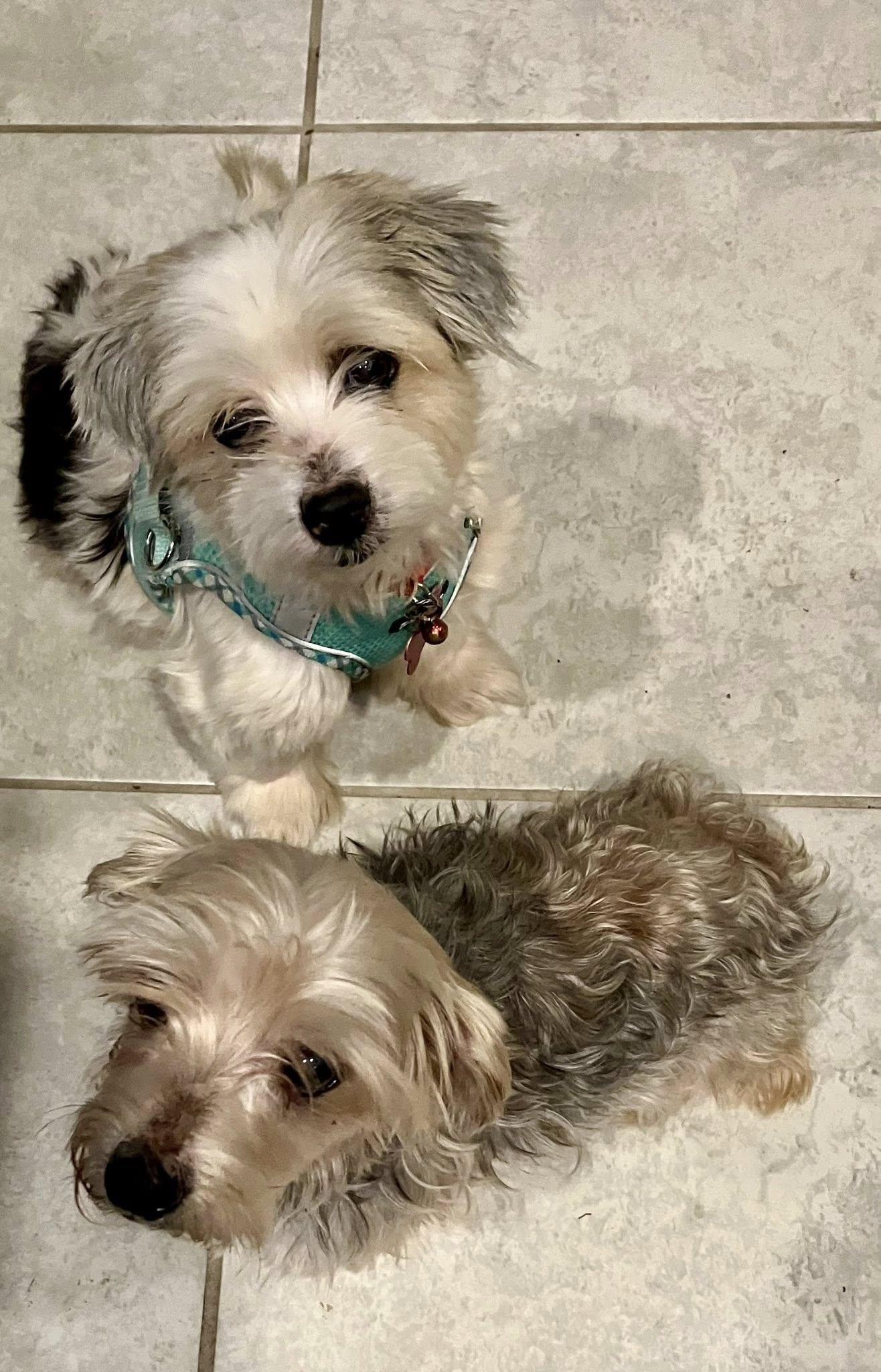 Tom & Oney, a Adoptable Yorkshire Terrier in Cape Coral, FL image 1/2