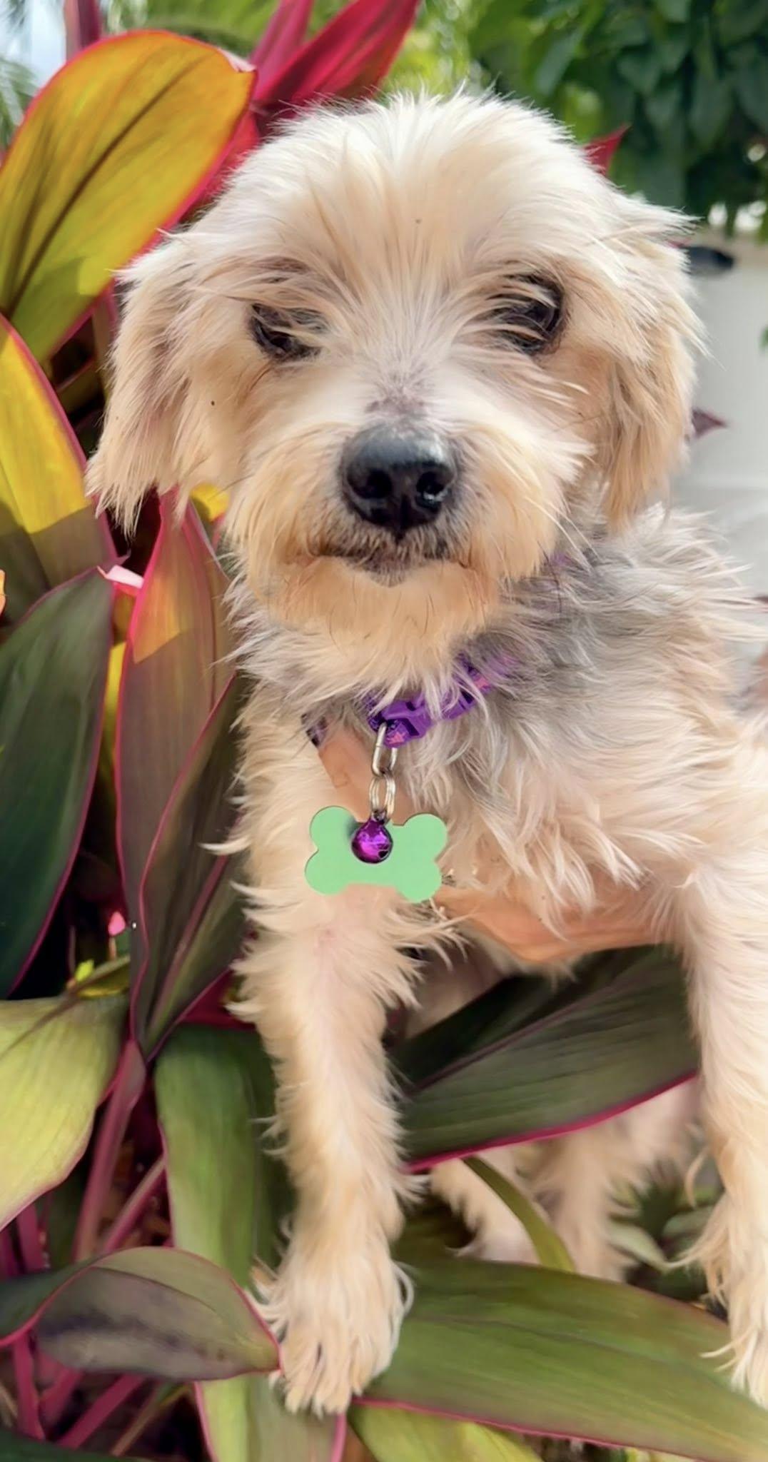Tom & Oney, a Adoptable Yorkshire Terrier in Cape Coral, FL image 2/2