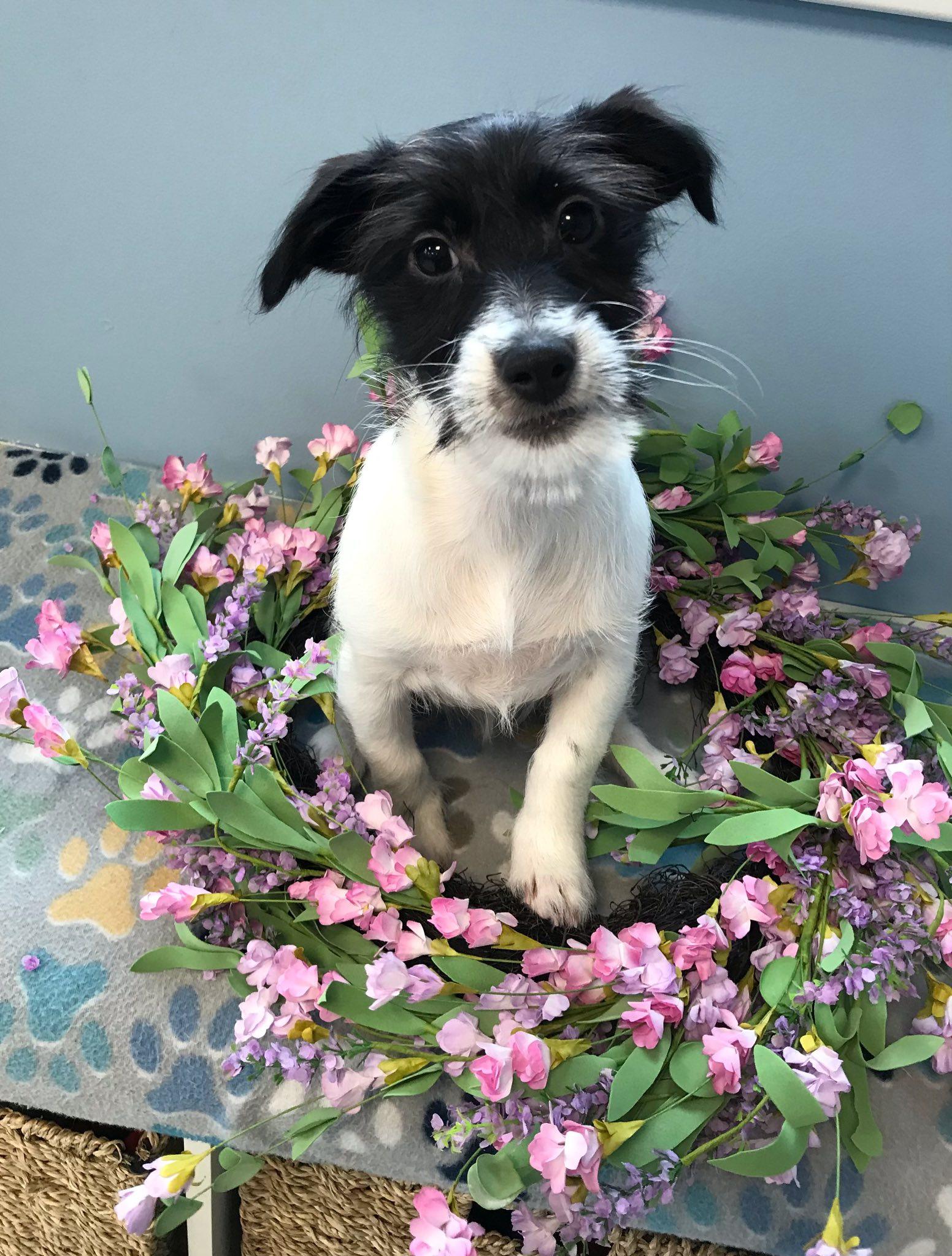 Peppermint, adopted, Puppy Female Mixed Breed.