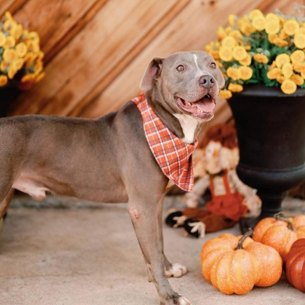 Jackson, Adoptable, Senior Male American Staffordshire Terrier.
