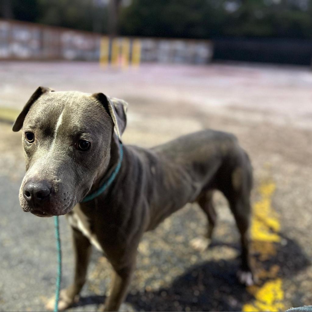 Enlarge Jackson, a Adoptable American Staffordshire Terrier in Tomball, TX image 2/6