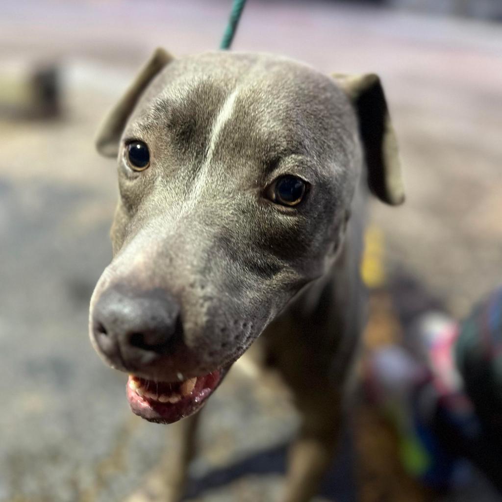 Enlarge Jackson, a Adoptable American Staffordshire Terrier in Tomball, TX image 4/6