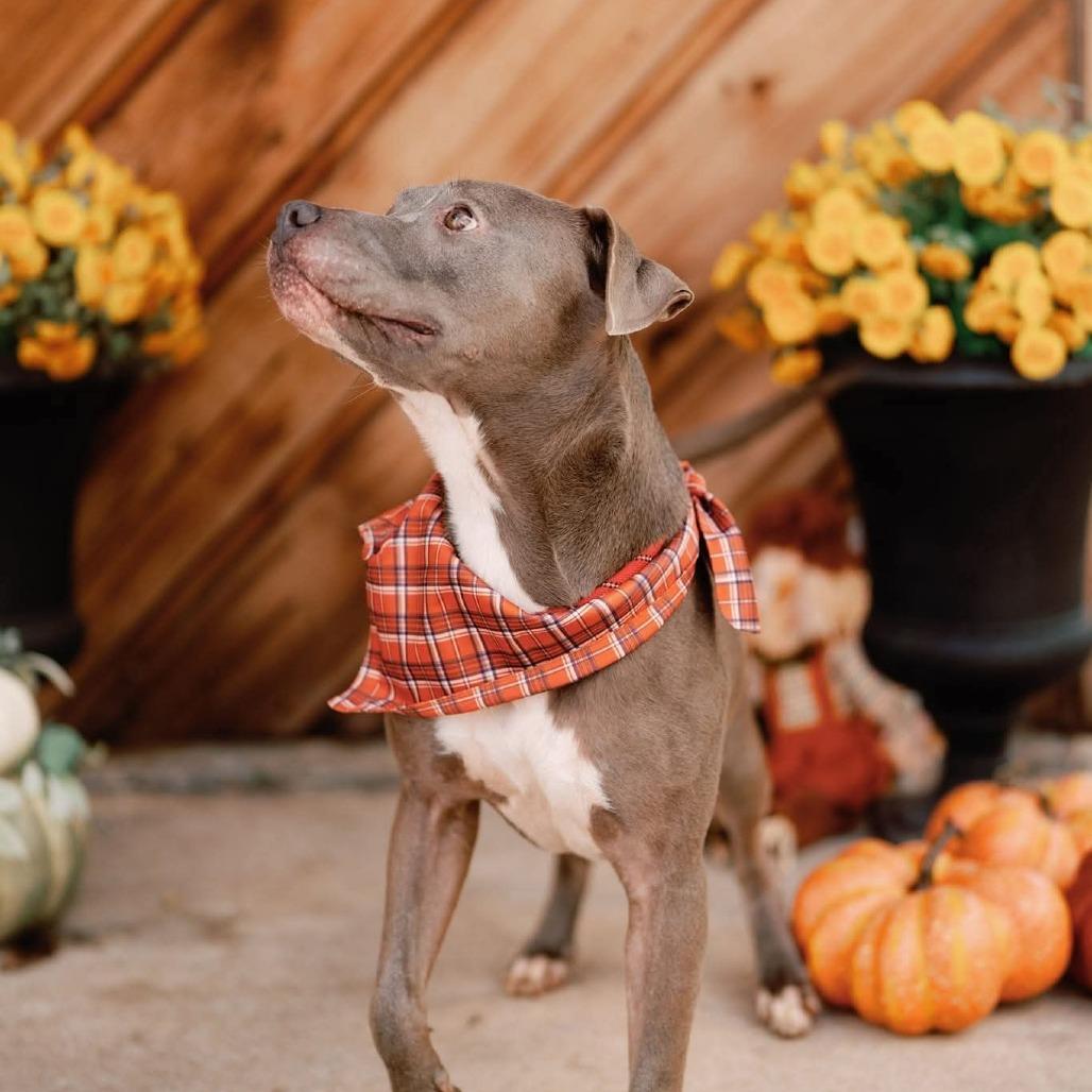 Enlarge Jackson, a Adoptable American Staffordshire Terrier in Tomball, TX image 5/6