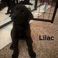 Enlarge Lilac, a Adoptable Border Collie in West Richland, WA image 4/6
