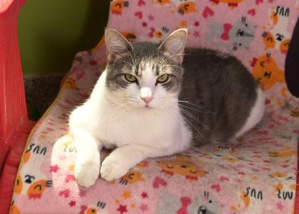 Piston, Adoptable, Adult Male Domestic Short Hair & Domestic Short Hair.