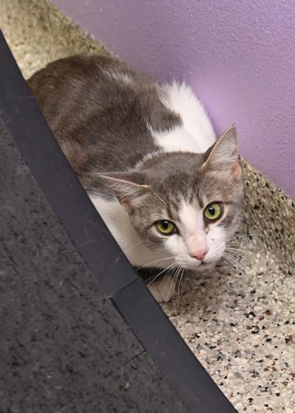 Enlarge Piston, a Adoptable mixed breed in Baton Rouge, LA image 1/2