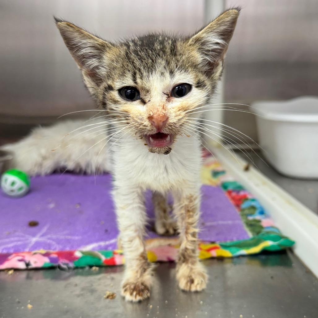 Devorian, Adoptable, Young Male Domestic Short Hair & Domestic Short Hair.