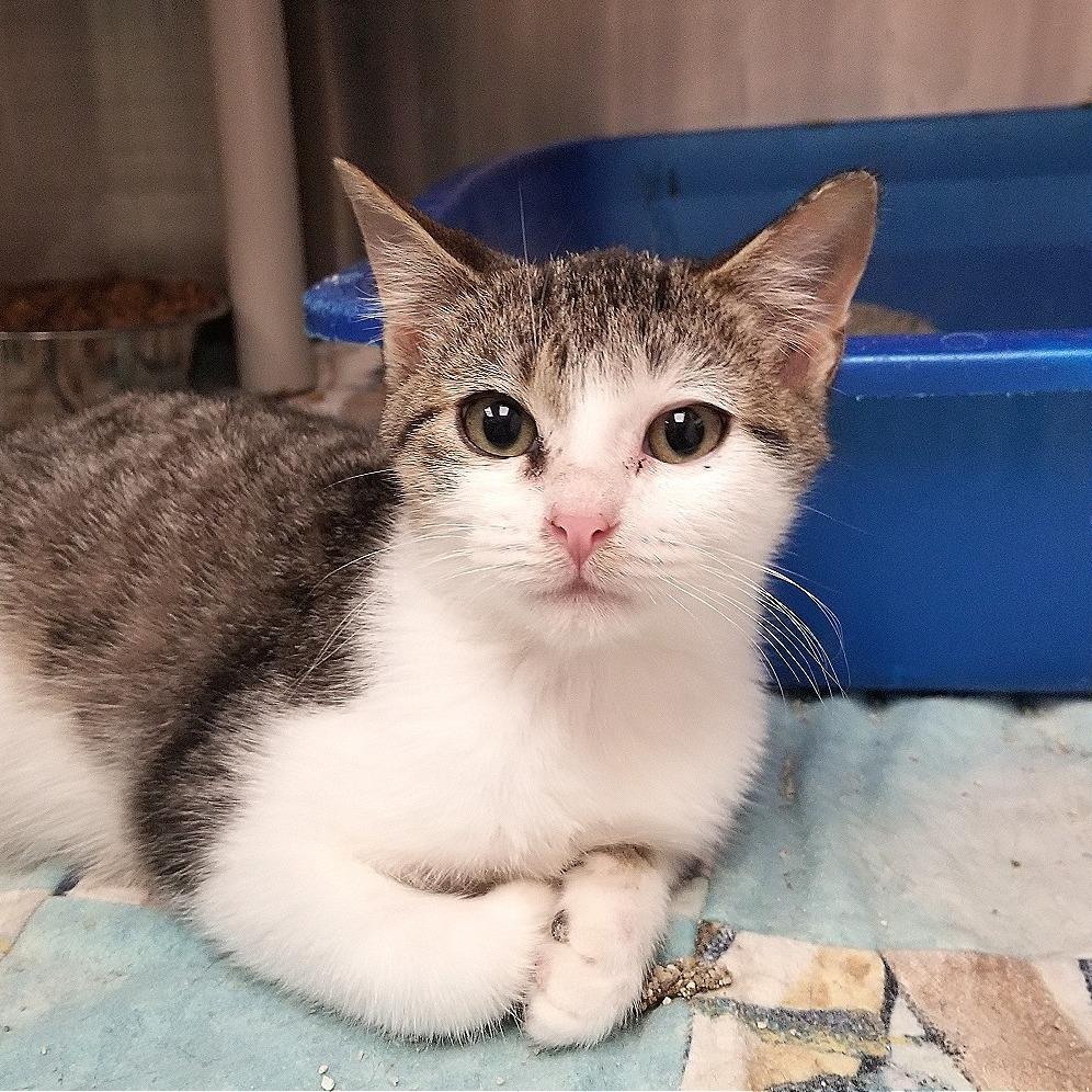 Enlarge Devorian, a Adoptable mixed breed in Hannibal, MO image 2/6