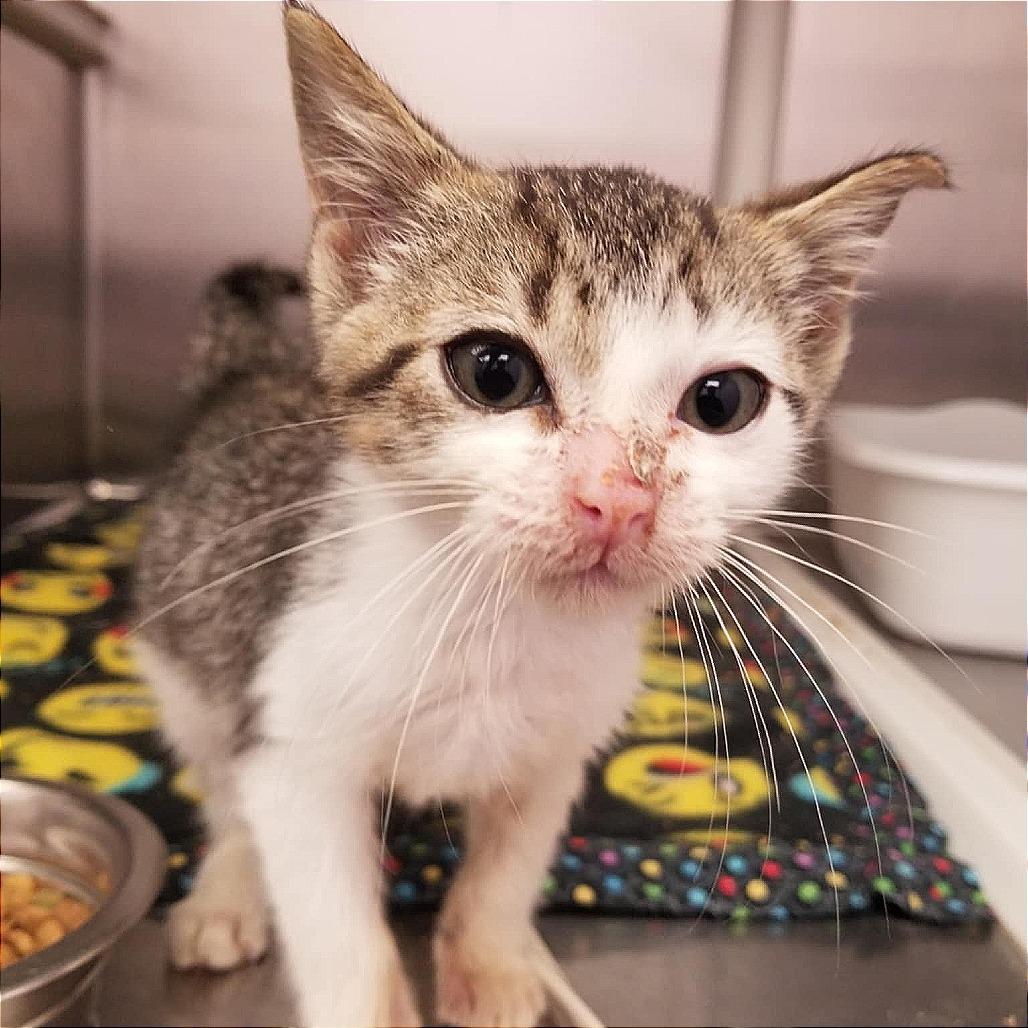 Enlarge Devorian, a Adoptable mixed breed in Hannibal, MO image 3/6