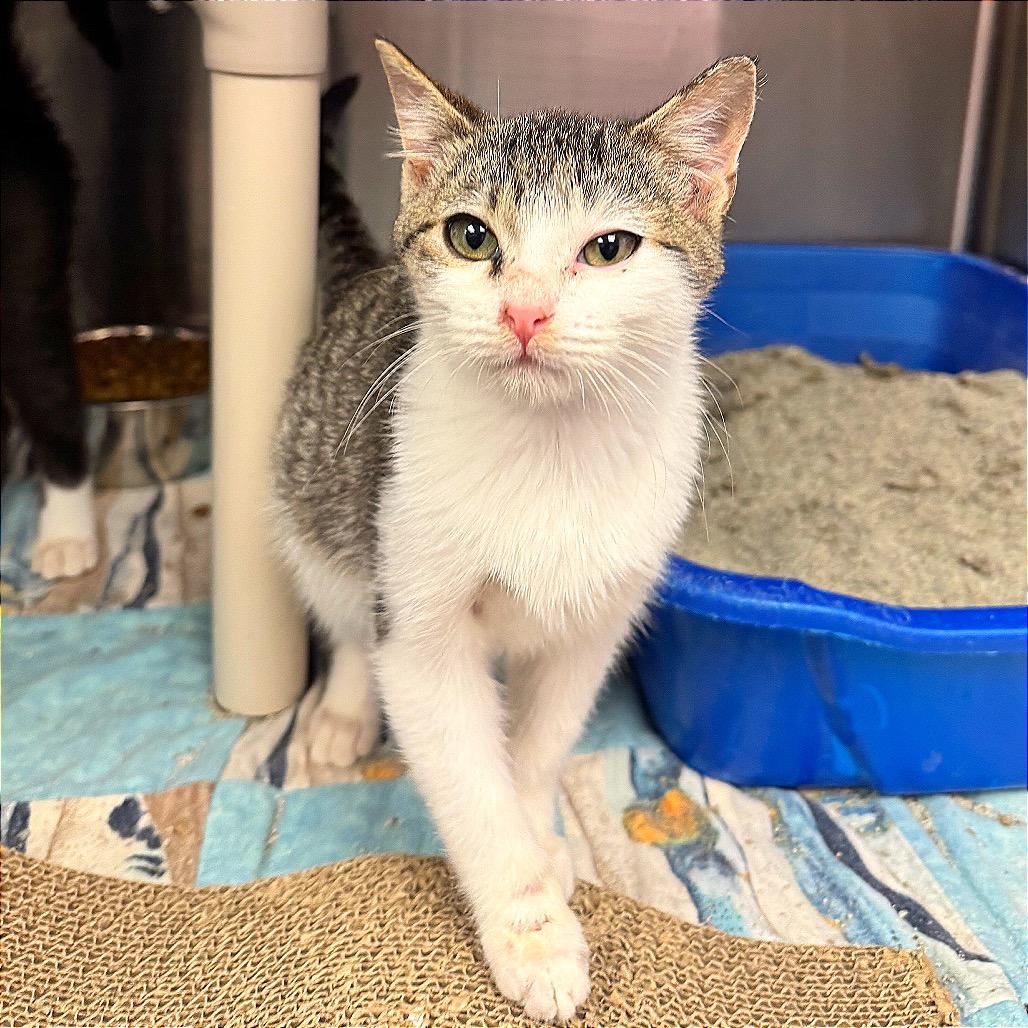 Enlarge Devorian, a Adoptable mixed breed in Hannibal, MO image 4/6