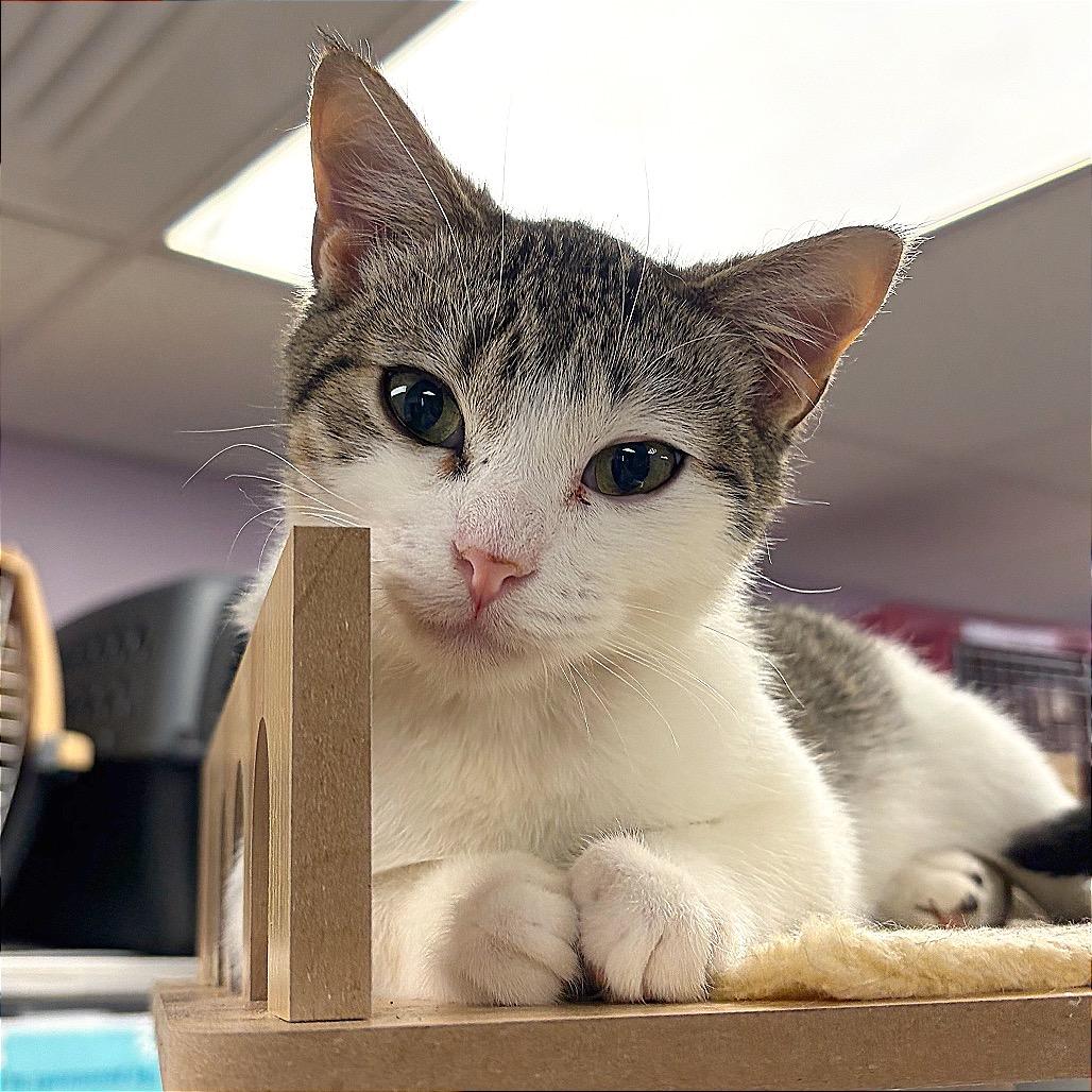 Enlarge Devorian, a Adoptable mixed breed in Hannibal, MO image 5/6